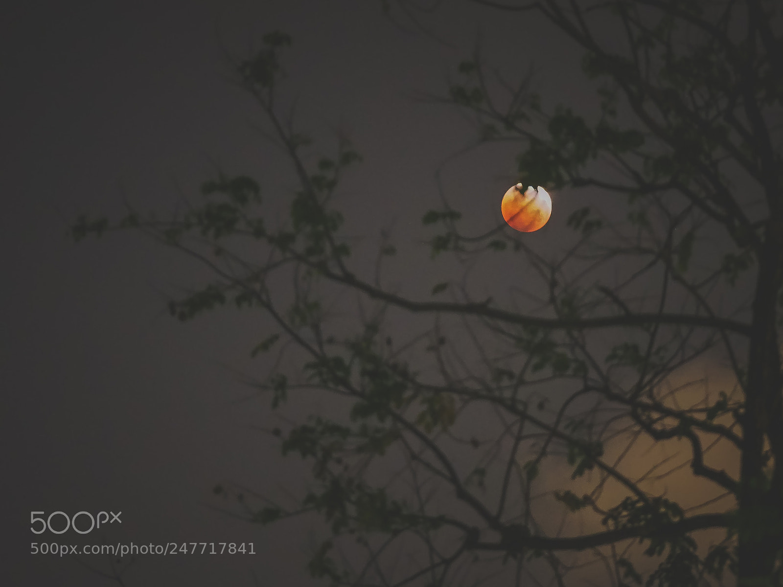 Olympus OM-D E-M10 II sample photo. Ripe moon photography