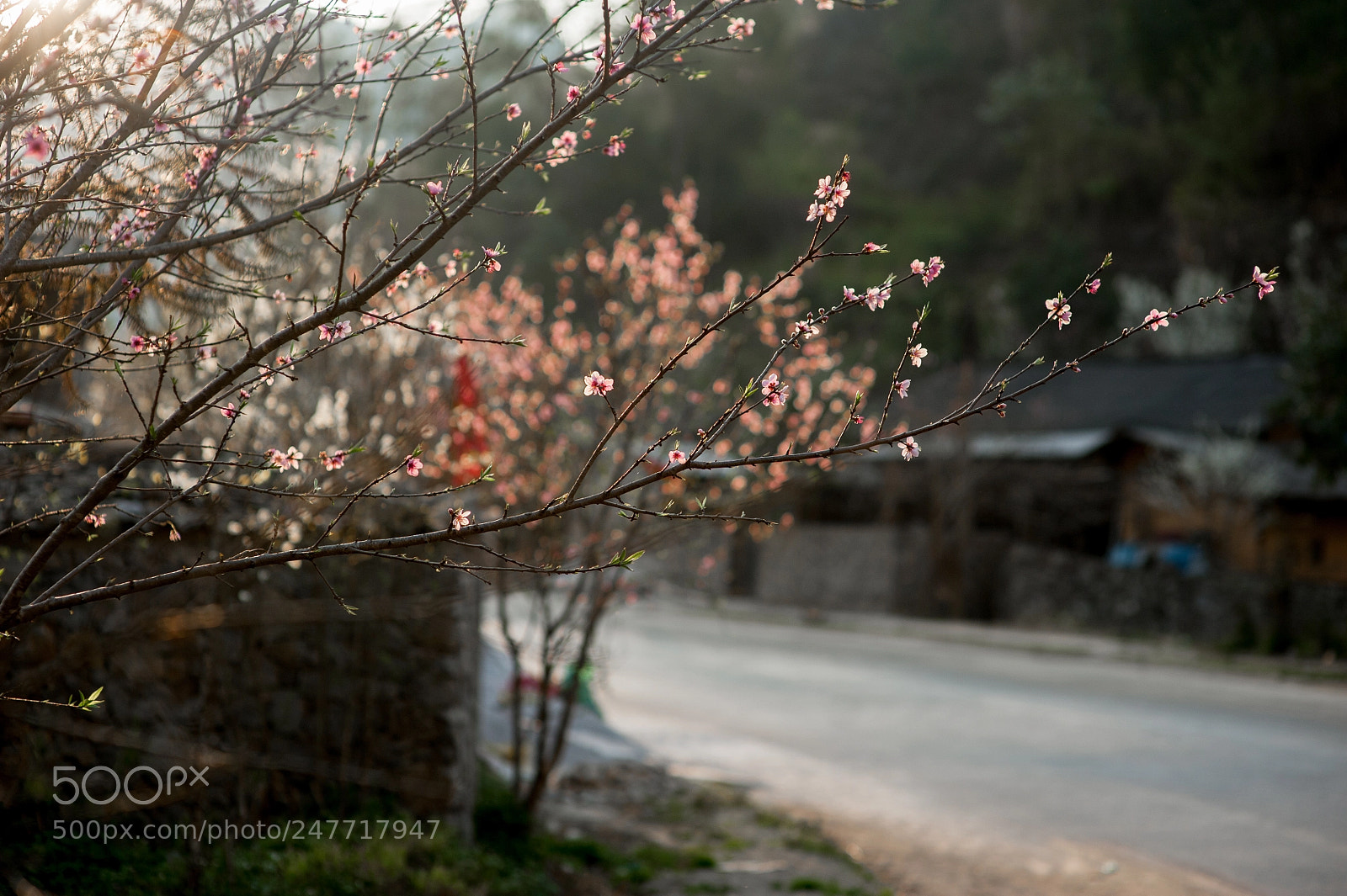 Nikon D700 sample photo. Peach blossom in dong photography