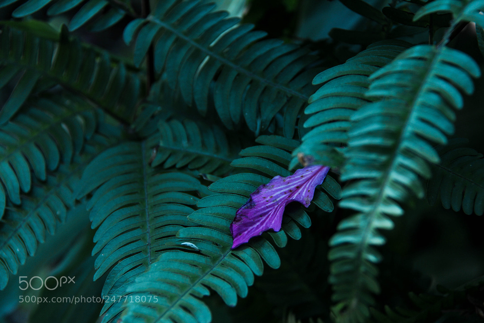 Canon EOS 60D sample photo. The fallen patal photography