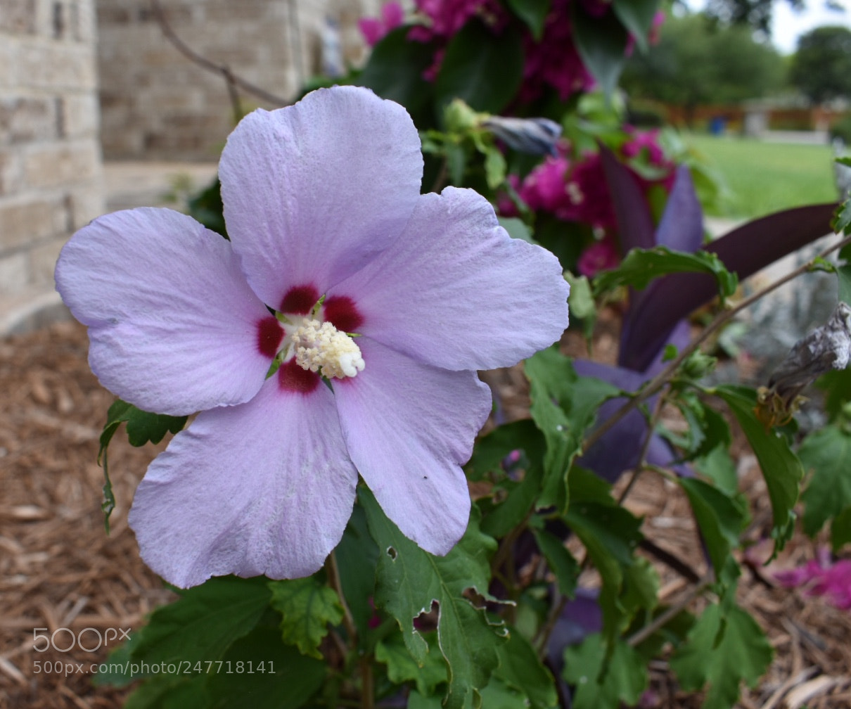 Nikon D3400 sample photo. Hibiscus photography