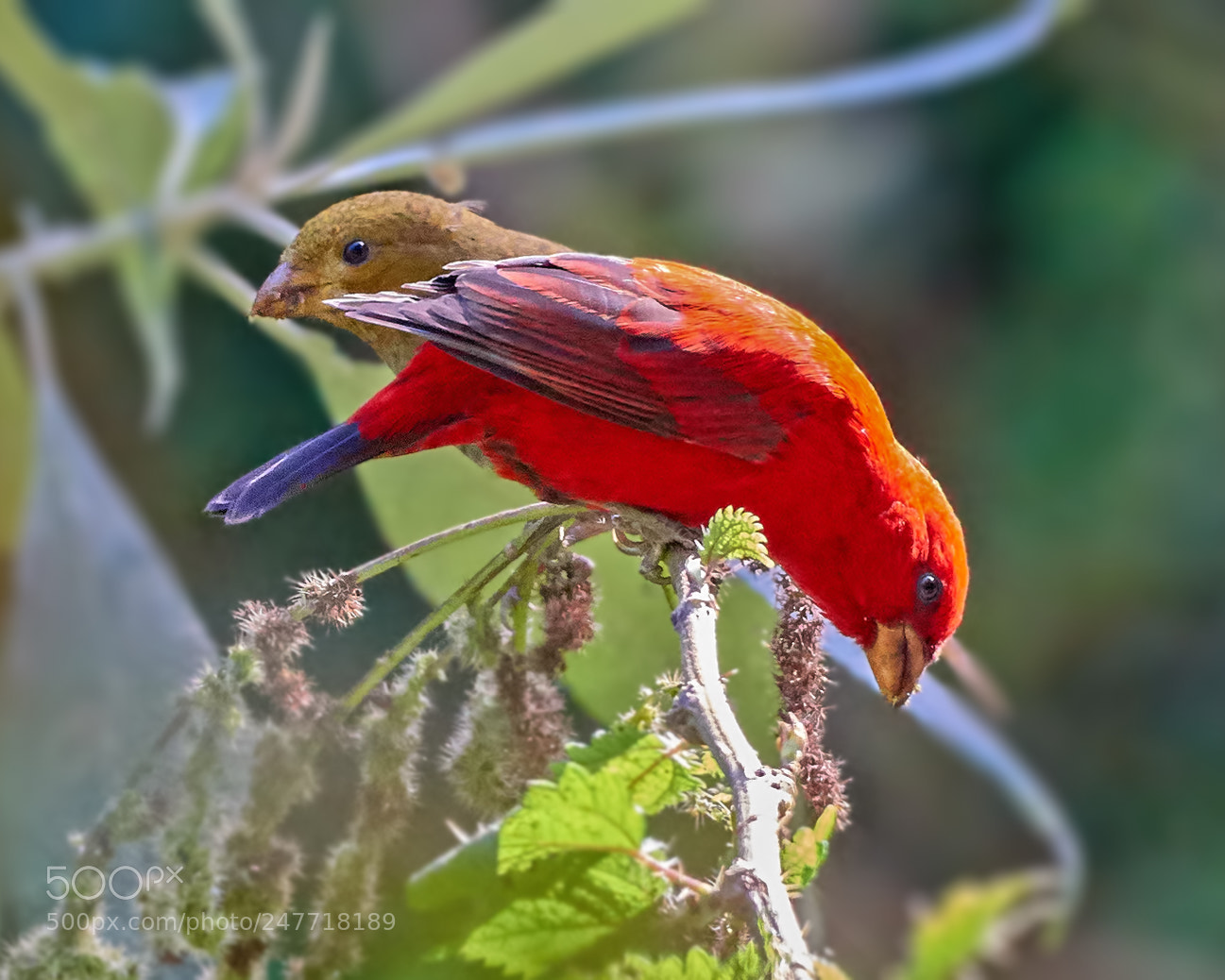 Nikon D810 sample photo. Mrs. & mr. scarlet finch photography