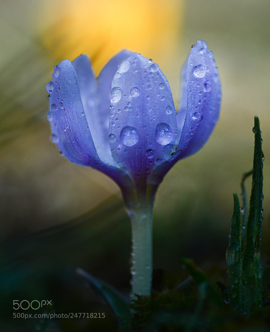 Nikon D7100 sample photo. Su cicegi photography