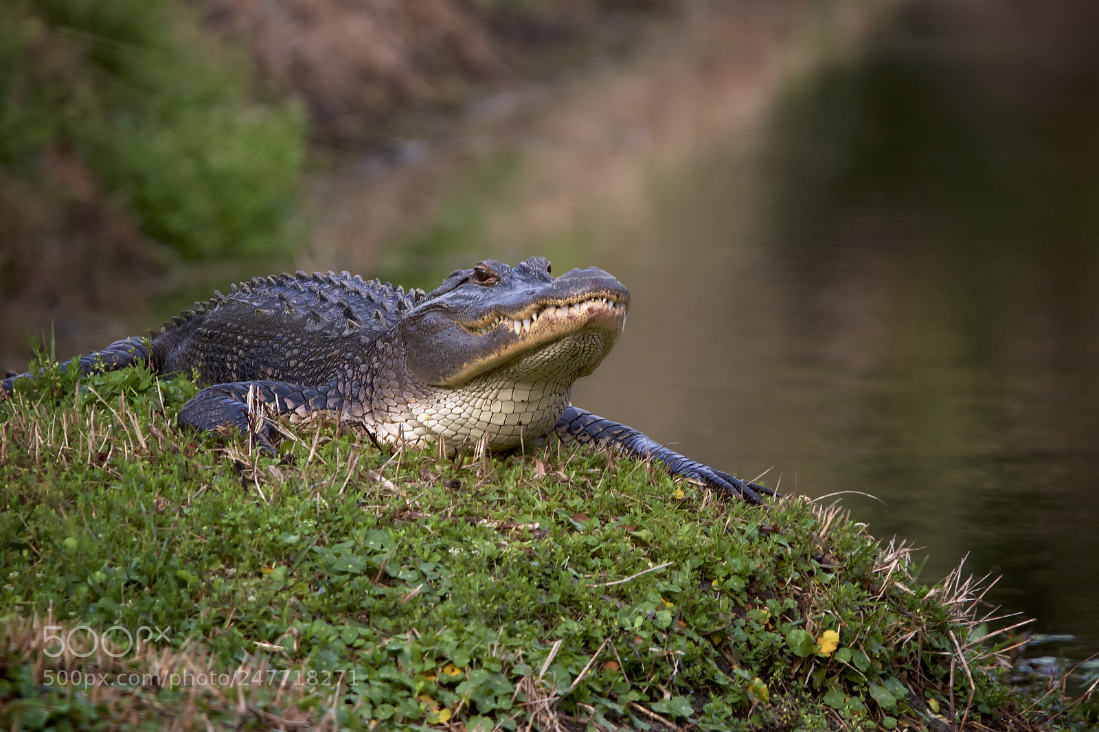 Canon EOS 7D sample photo. Alligator photography
