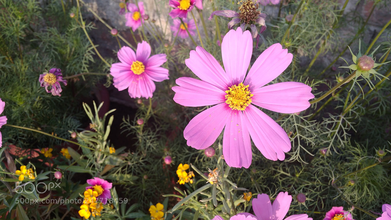 Xiaomi Redmi 4A sample photo. Img_20180222_171152.jpg photography
