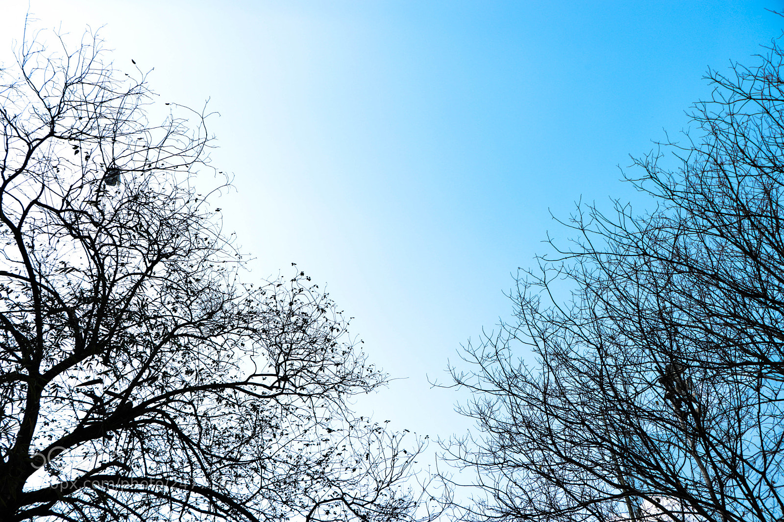 Canon EOS 800D (EOS Rebel T7i / EOS Kiss X9i) sample photo. White & blue photography