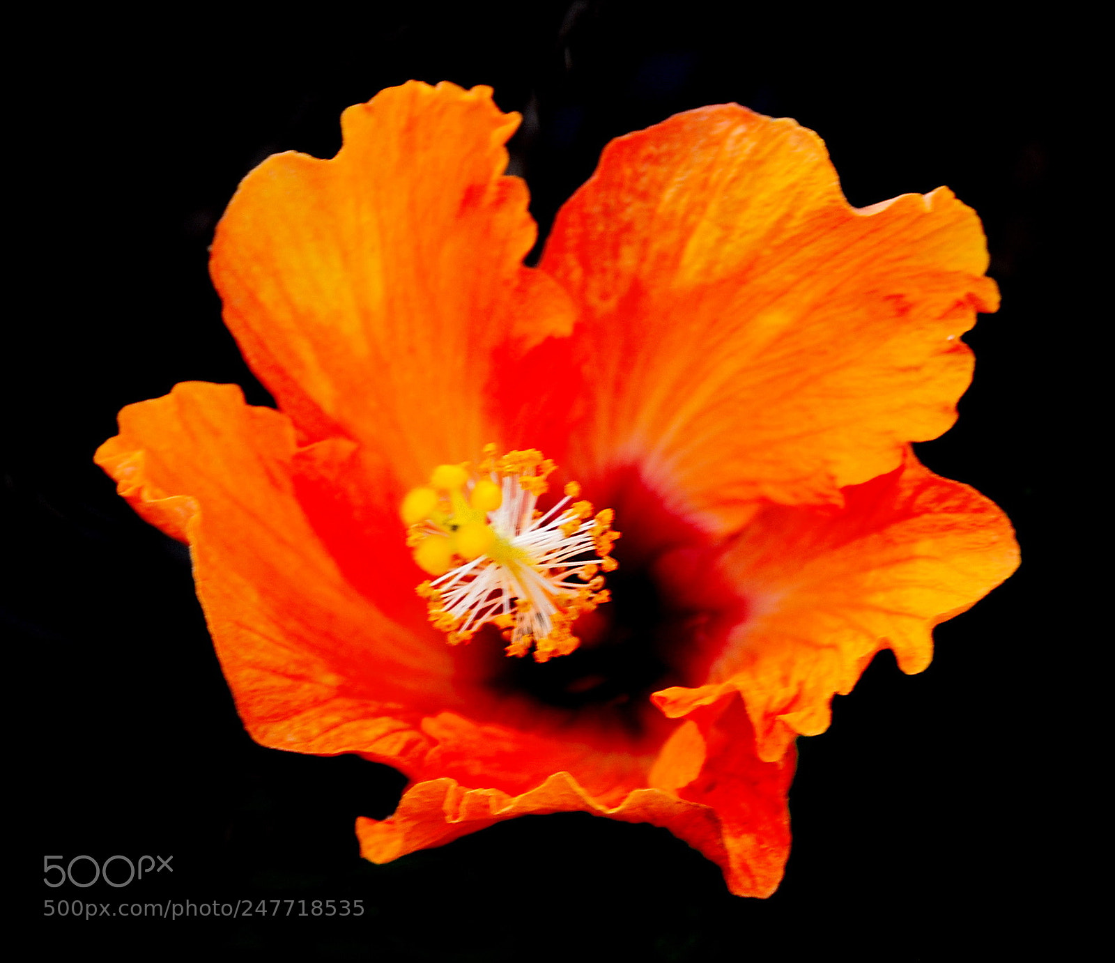 Nikon D7200 sample photo. Gold hibiscus flower photography