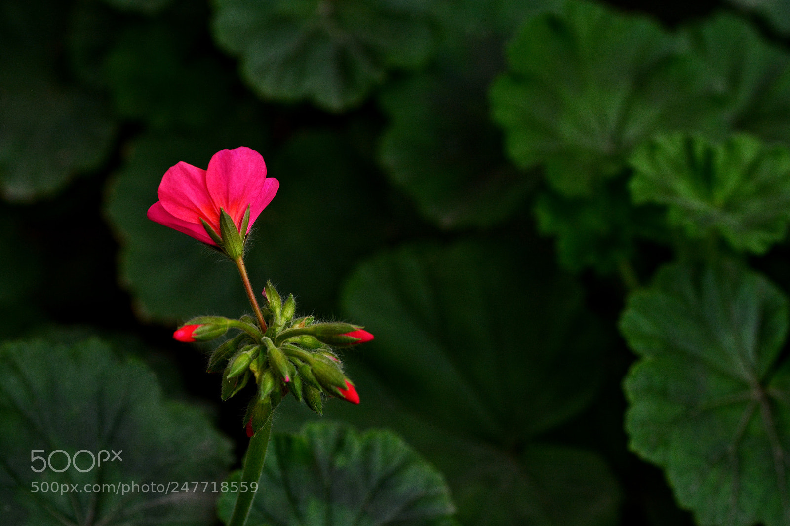 Nikon D7100 sample photo. Untitled photography