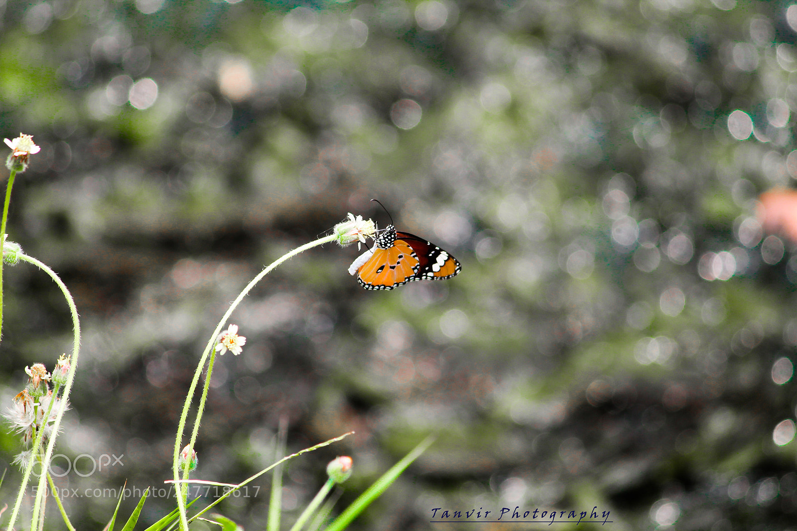 Canon EOS 1100D (EOS Rebel T3 / EOS Kiss X50) sample photo. Butterfly photography