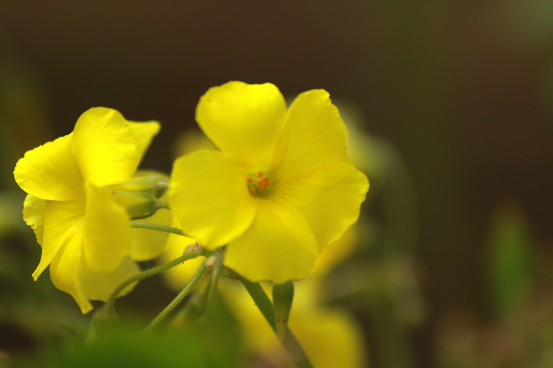Canon EF 70-300mm F4-5.6 IS USM sample photo