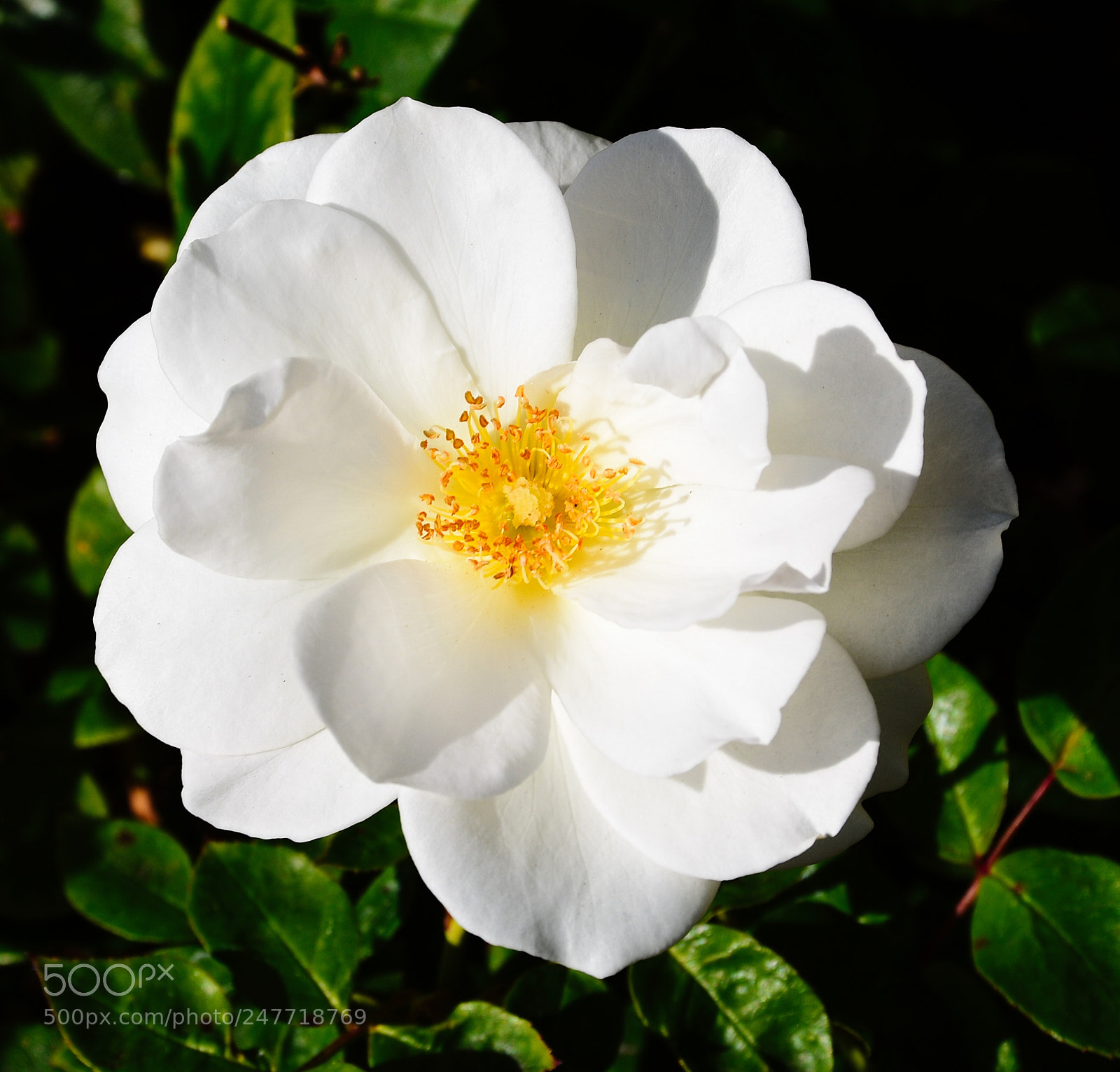Nikon D7200 sample photo. White carnation flower photography