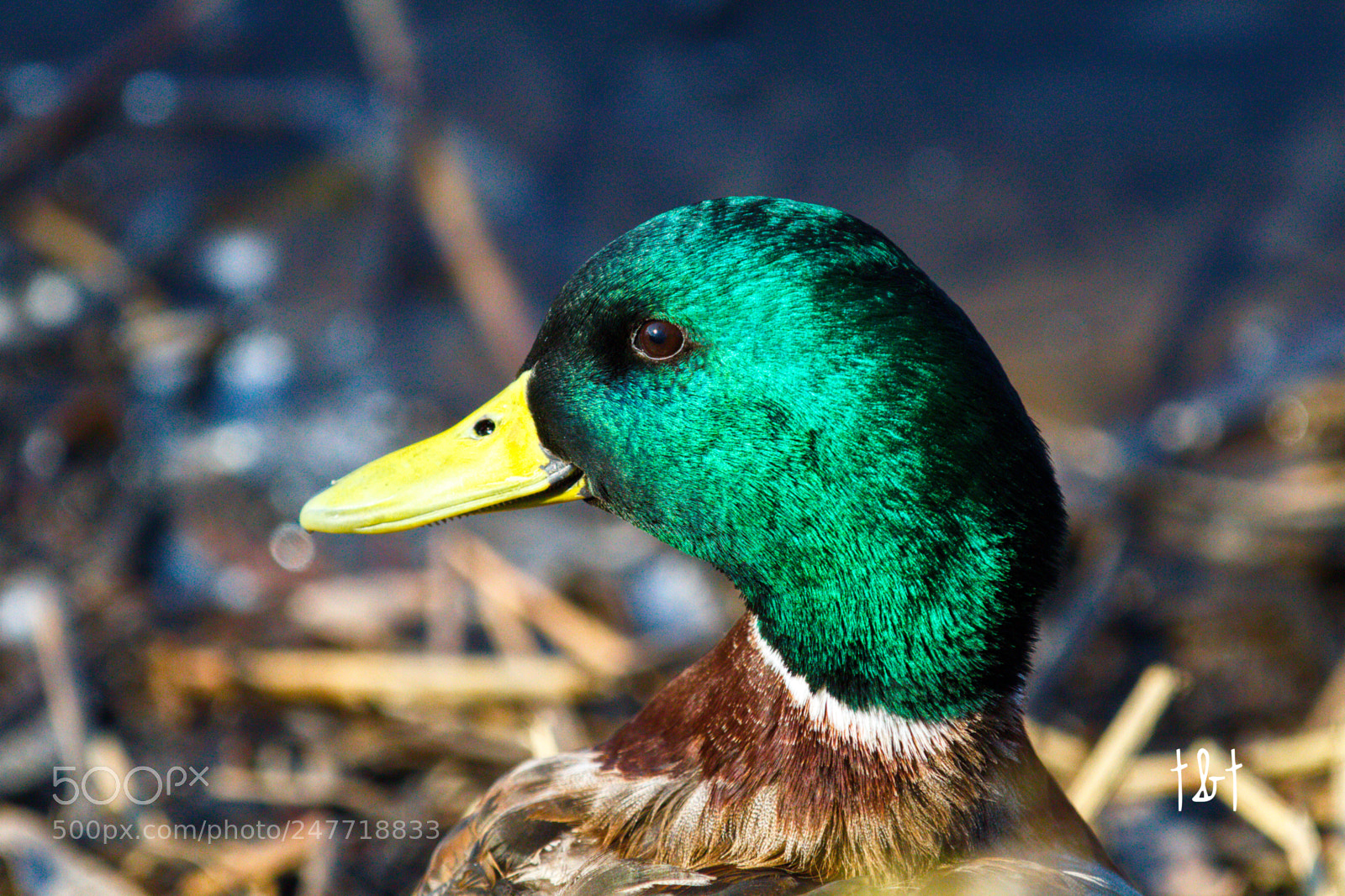Canon EOS 7D sample photo. Untitled photography