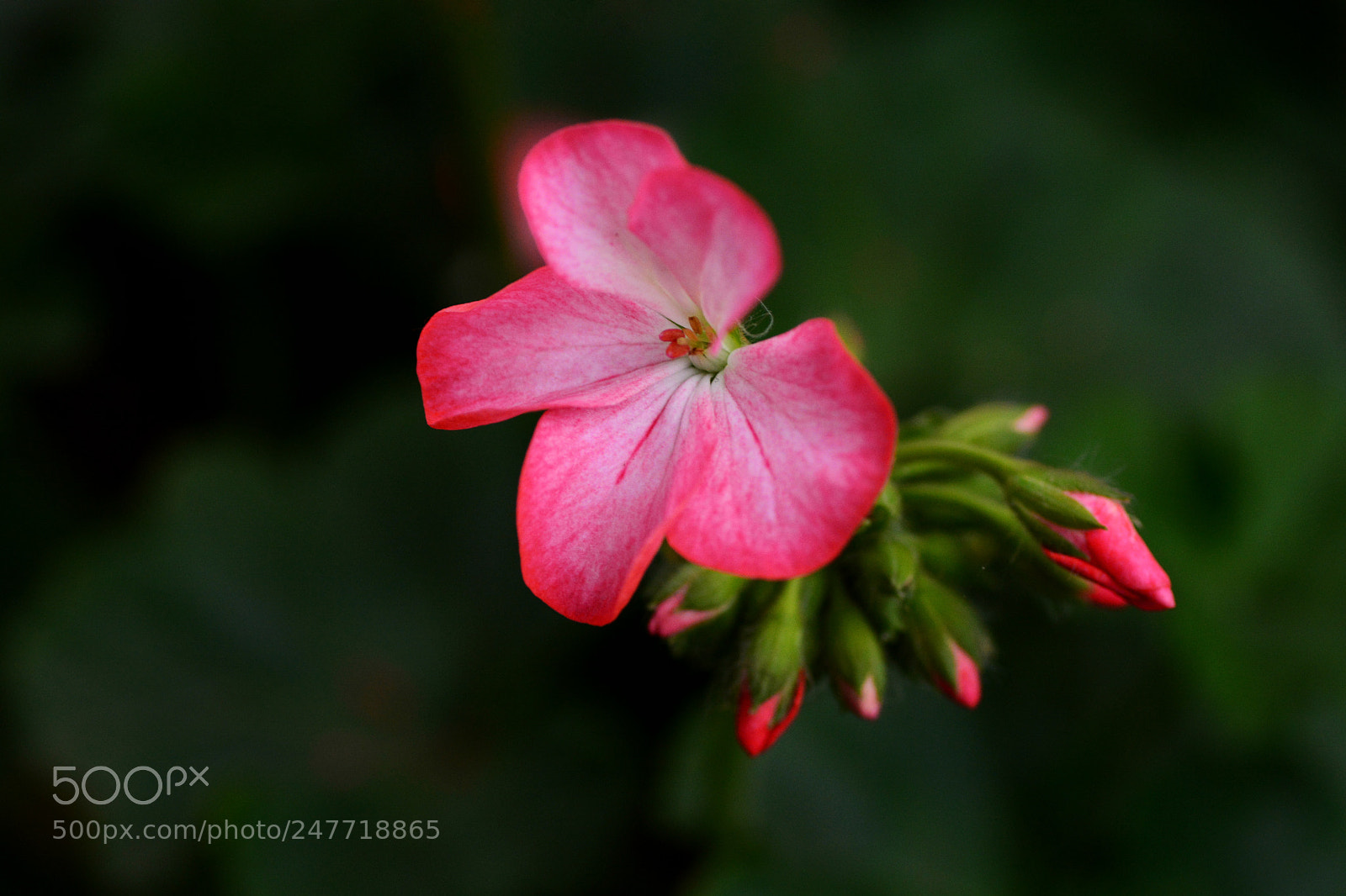 Nikon D7100 sample photo. Untitled photography