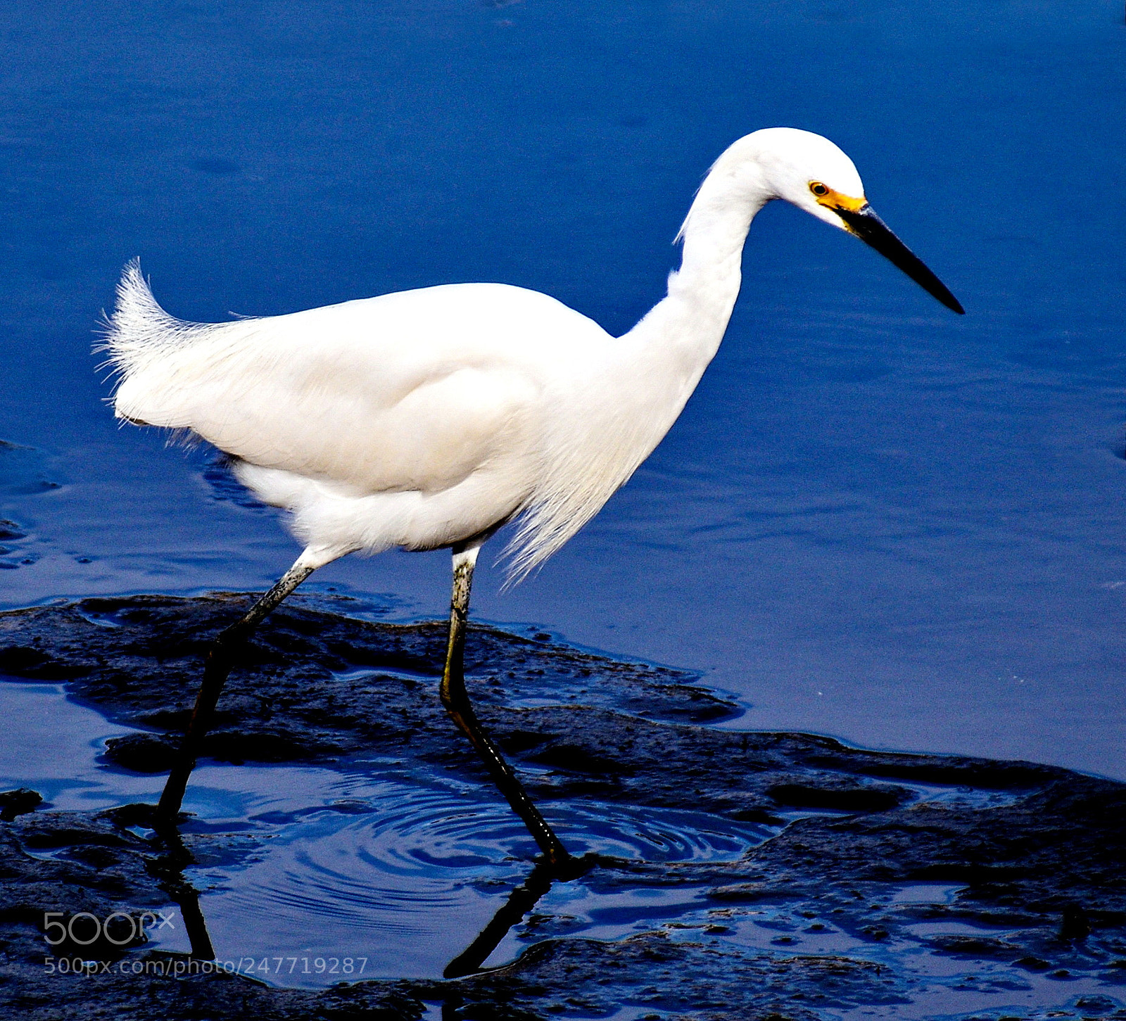 Nikon D7200 sample photo. White egret walking in photography