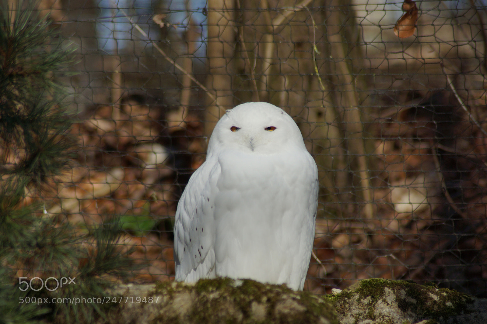 Sony SLT-A65 (SLT-A65V) sample photo. Schau ins licht photography