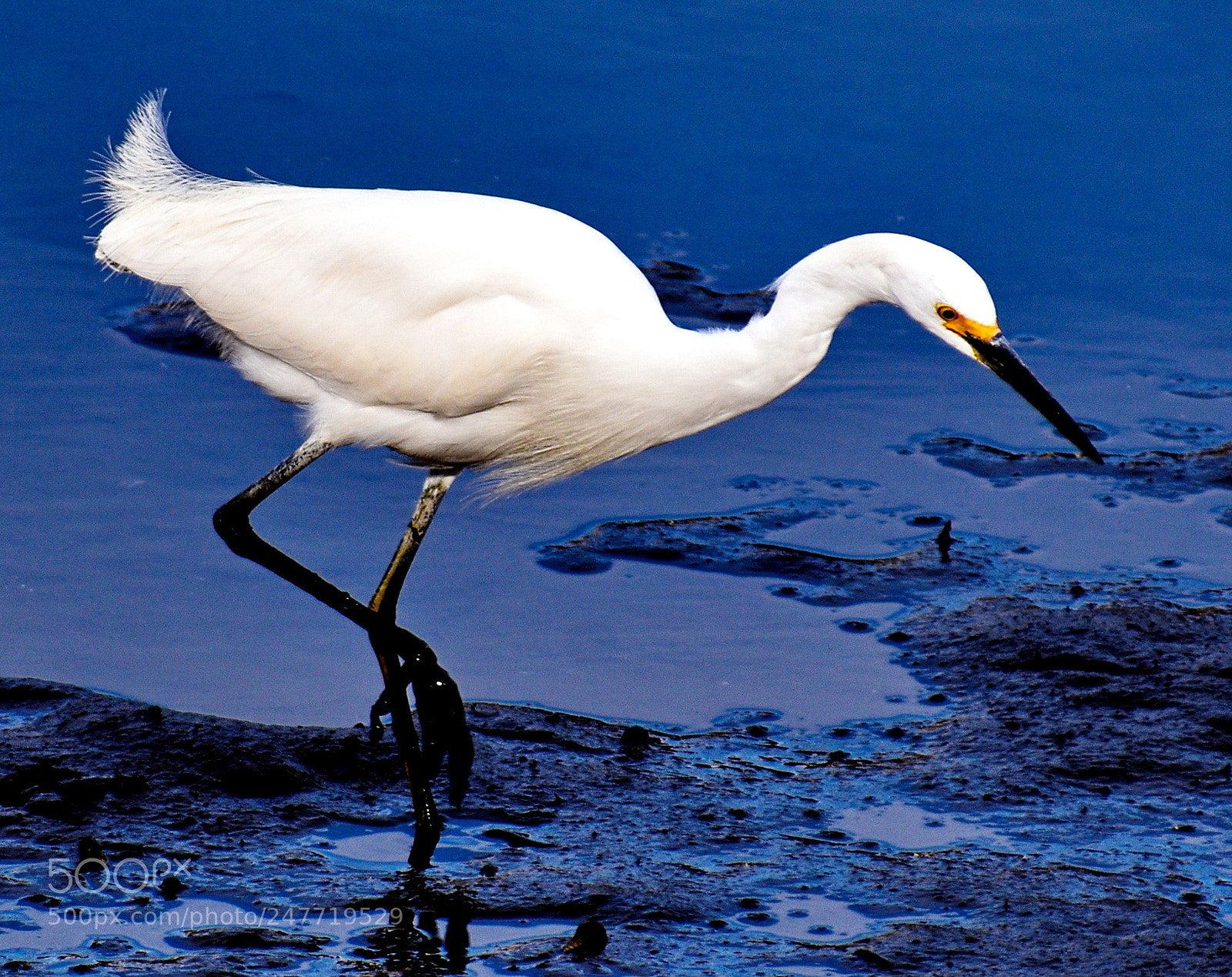 Nikon D7200 sample photo. White egret walking in photography