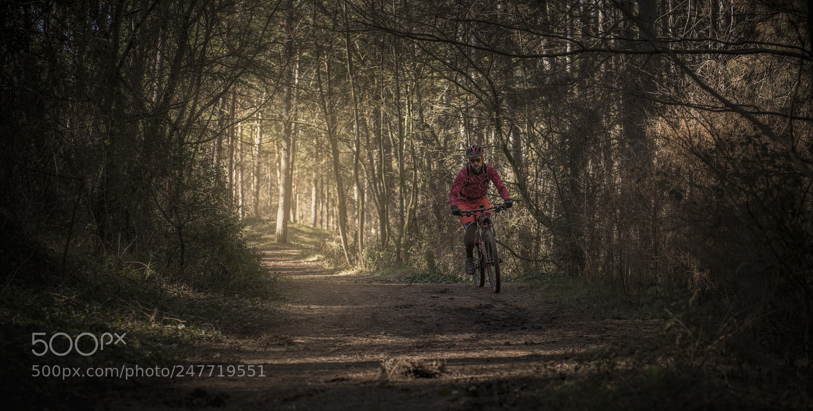 Nikon D810 sample photo. Scott rider forest photography