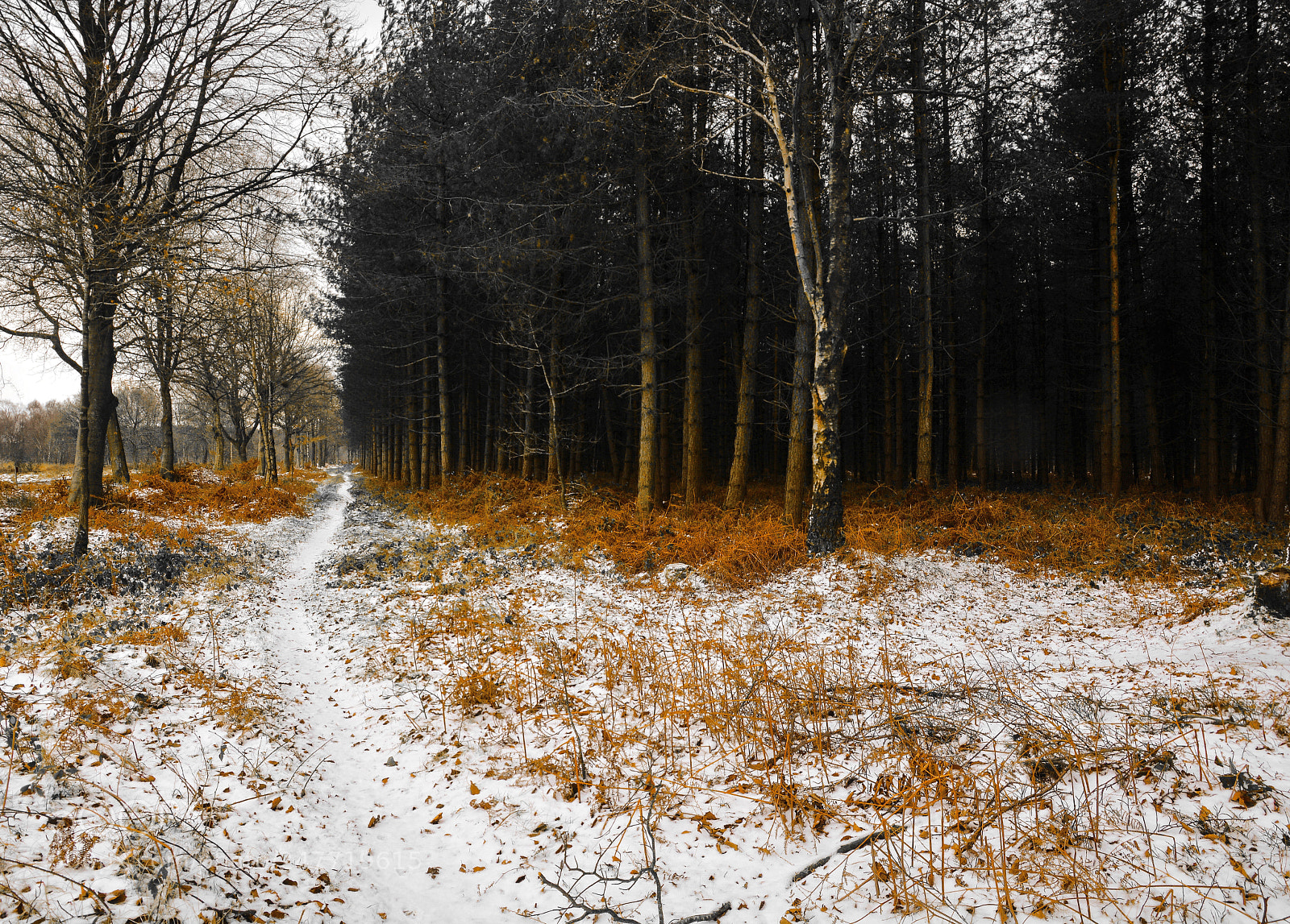 Nikon D5200 sample photo. Snowy woods photography