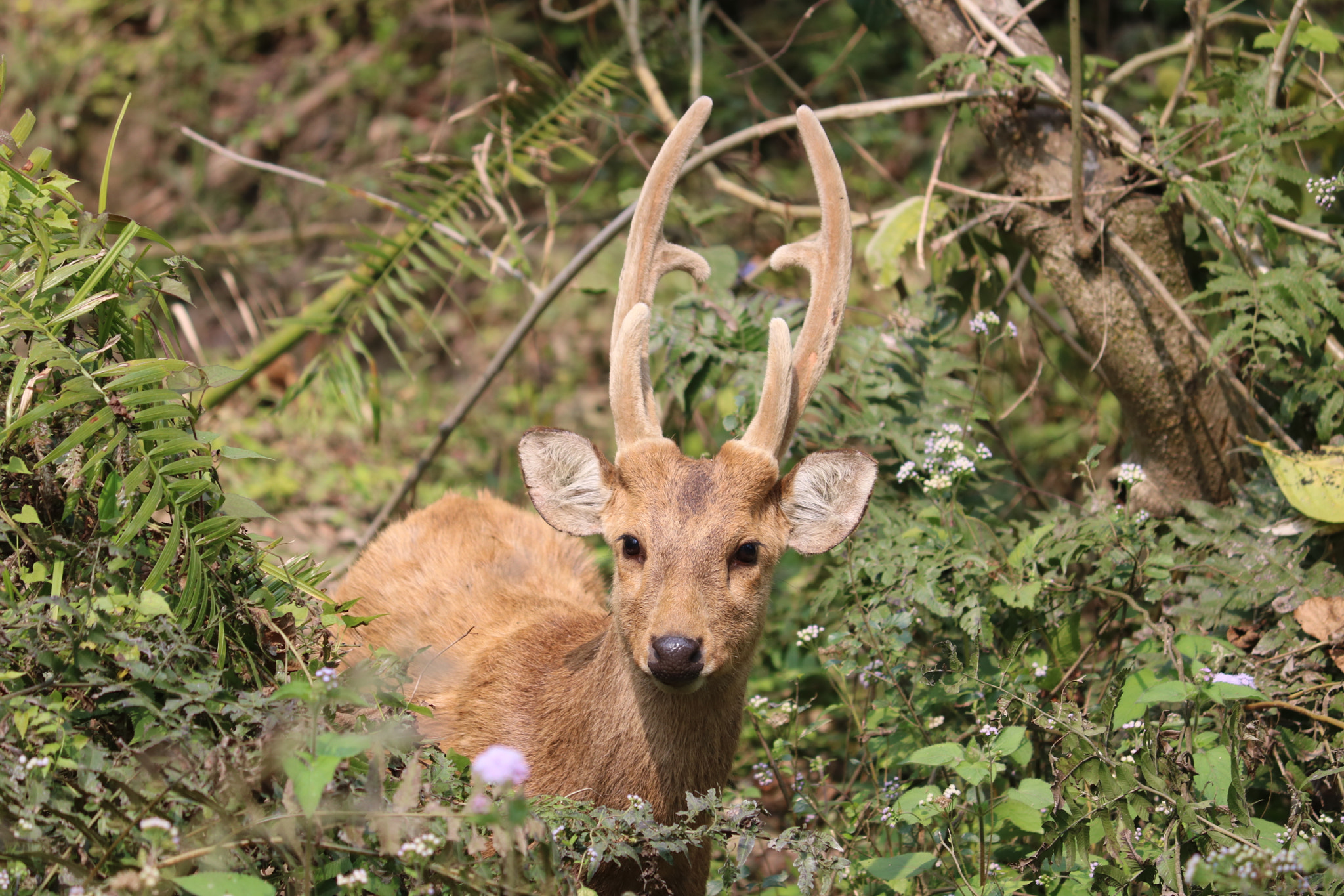 Canon EF-S 55-250mm F4-5.6 IS II sample photo. Nature at its best photography