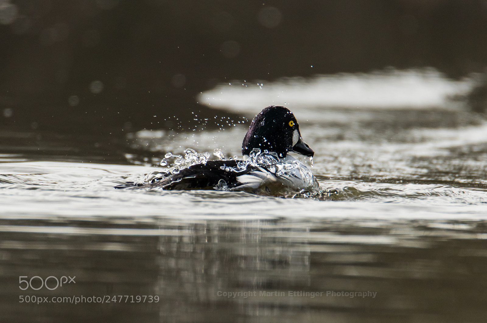 Canon EOS 7D Mark II sample photo. Common goldeneye bucephala clangula photography