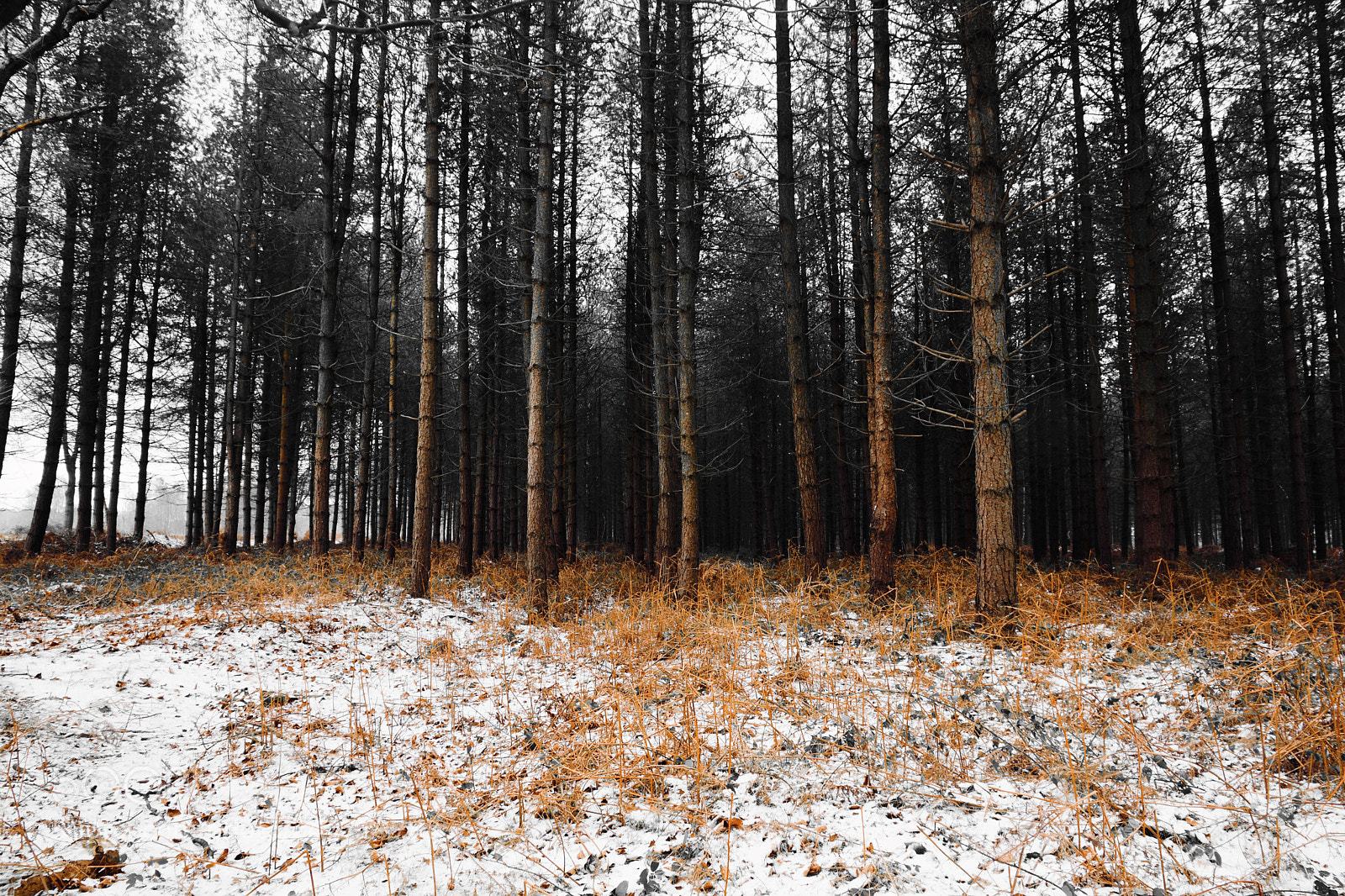 Nikon D5200 sample photo. Snowy woods 2 photography