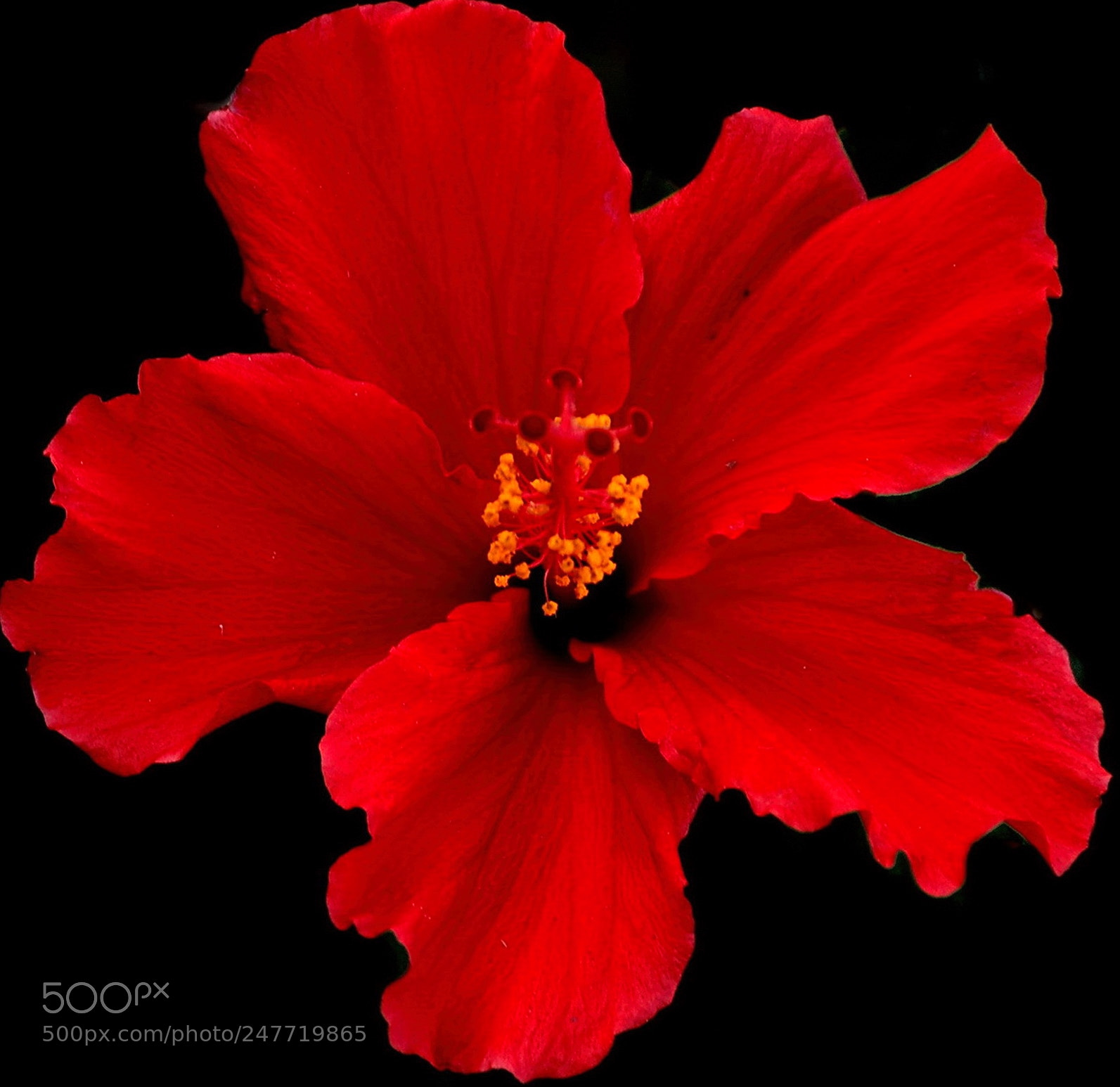 Nikon D7200 sample photo. A deep red hibiscus photography