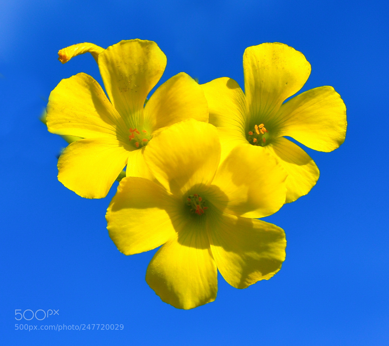 Nikon D7200 sample photo. Three yellow daisies shining photography