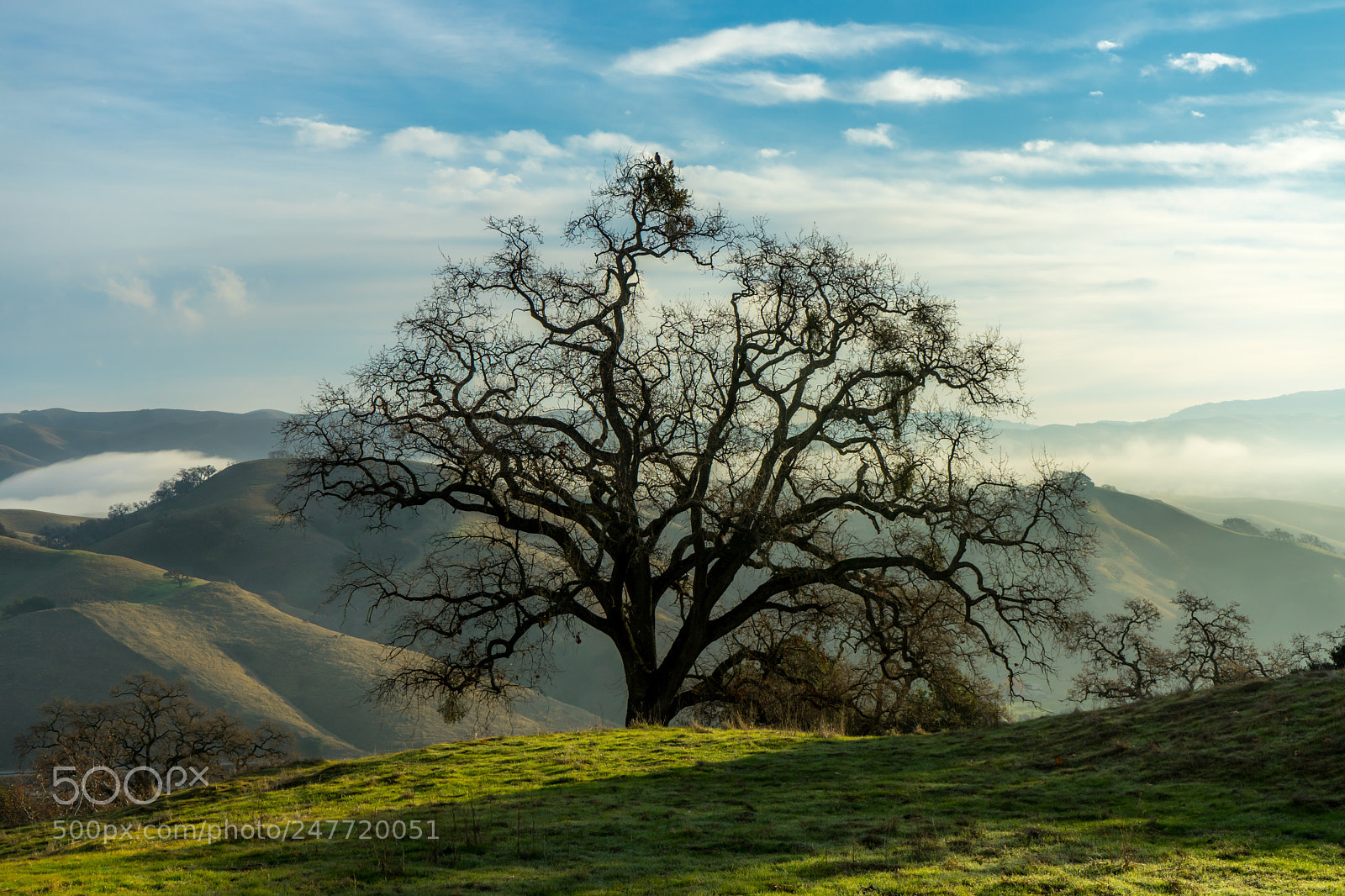 Sony a7 II sample photo. Oak tree photography