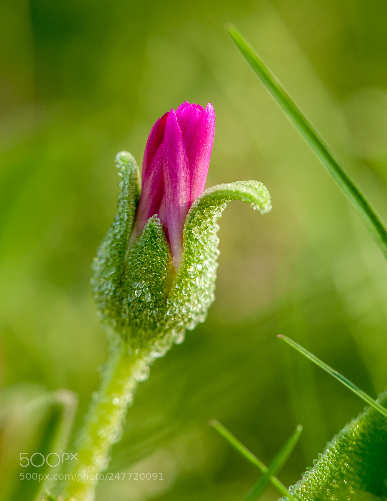 Nikon D700 sample photo. Untitled photography