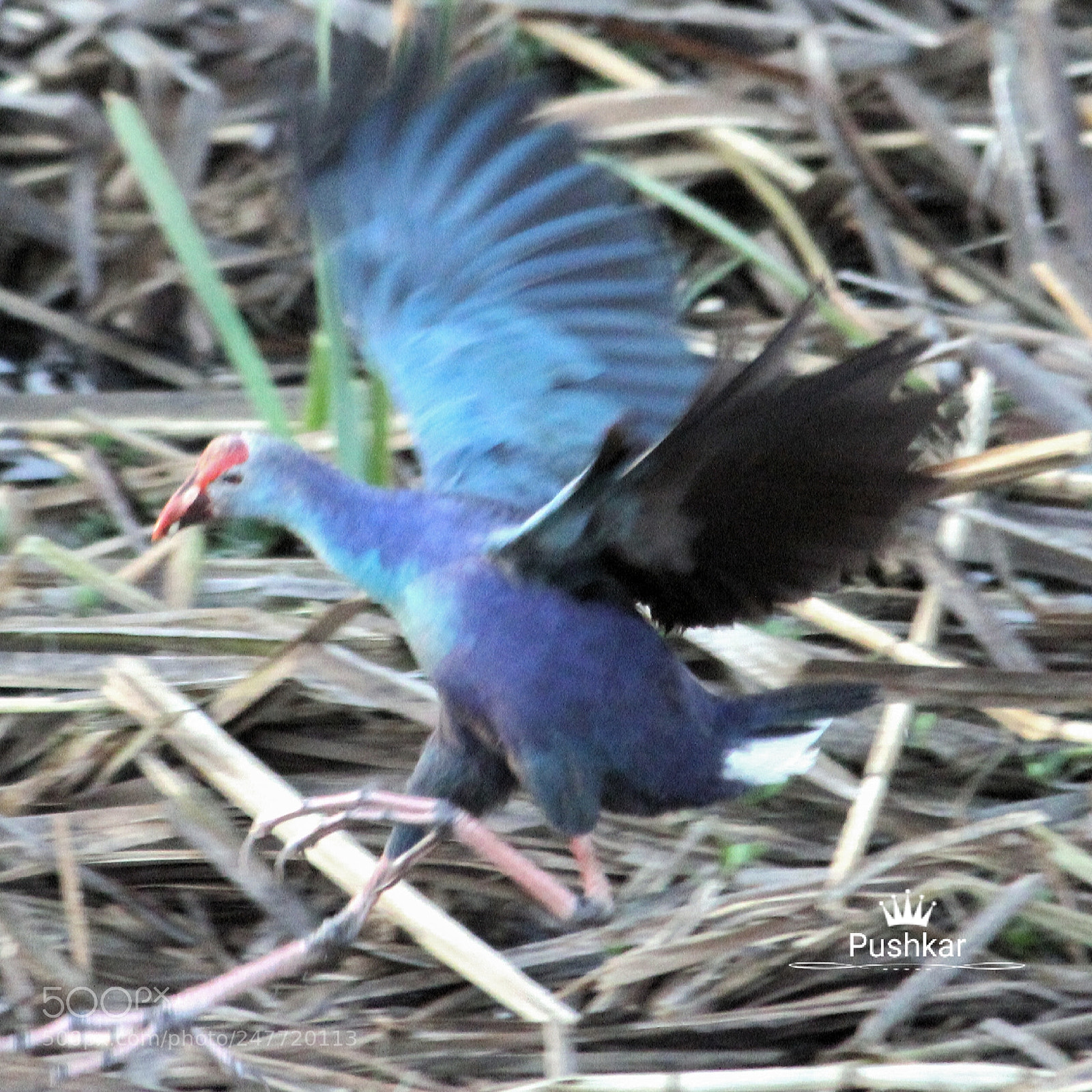 Canon EOS 1200D (EOS Rebel T5 / EOS Kiss X70 / EOS Hi) sample photo. Waterhen photography