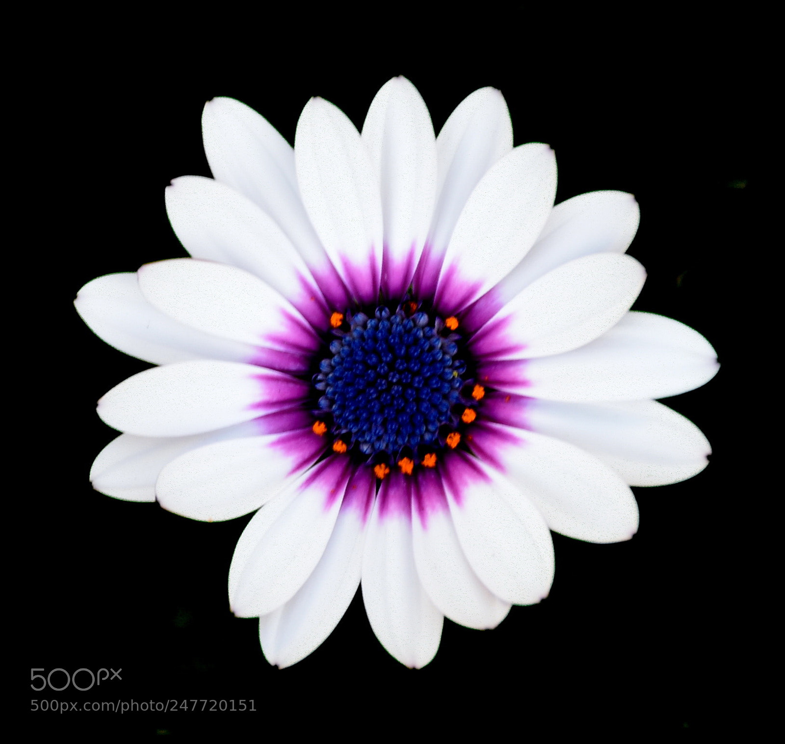 Nikon D7200 sample photo. A nice white and photography