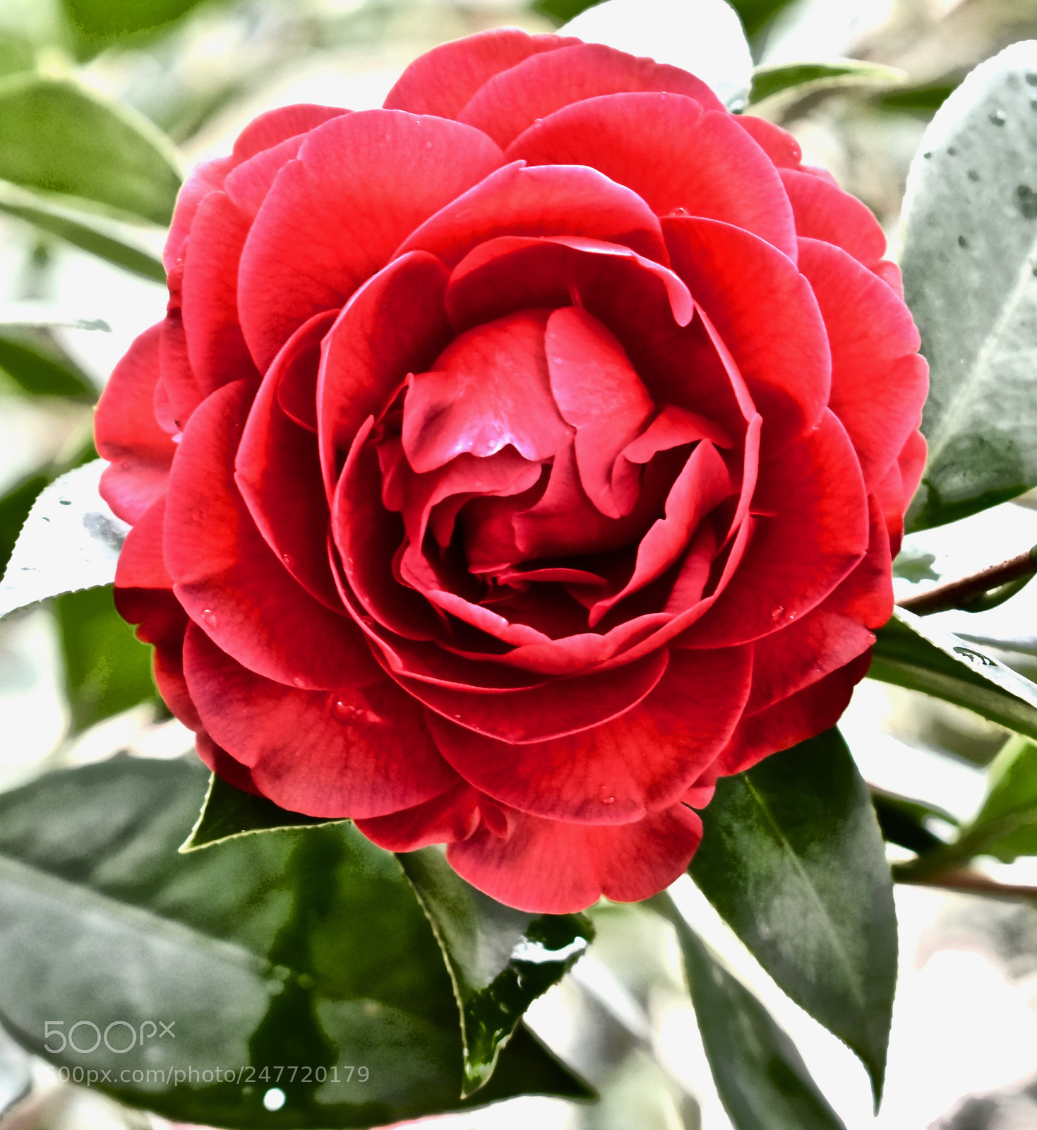 Nikon D5600 sample photo. Refreshing morning photography