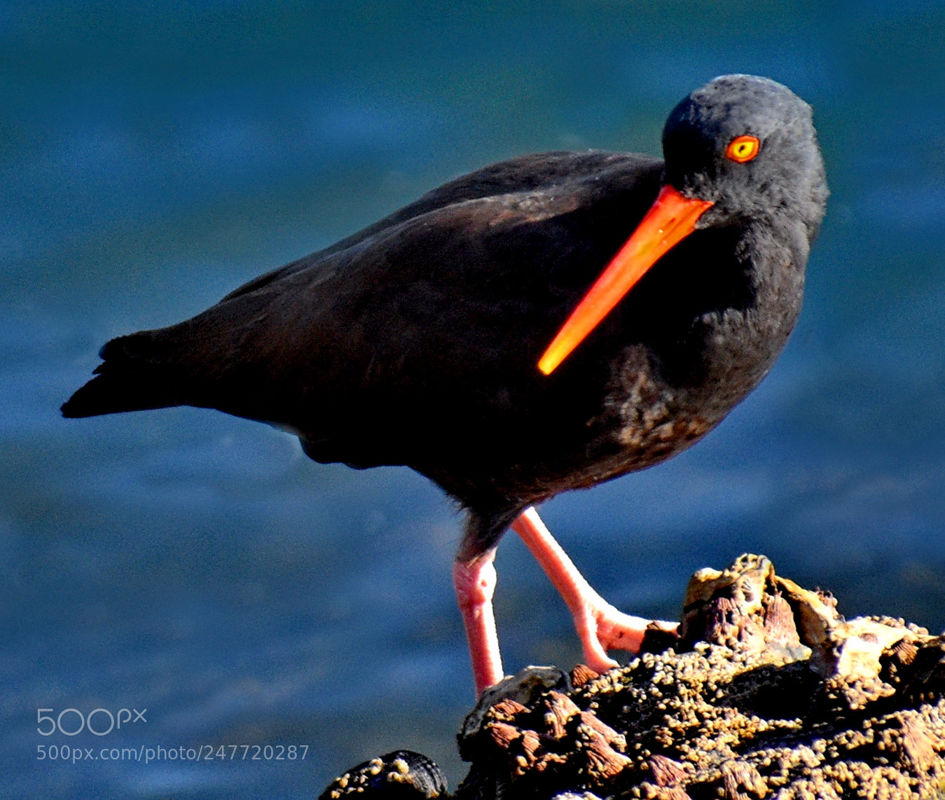 Nikon D7200 sample photo. A red oyster catcher photography