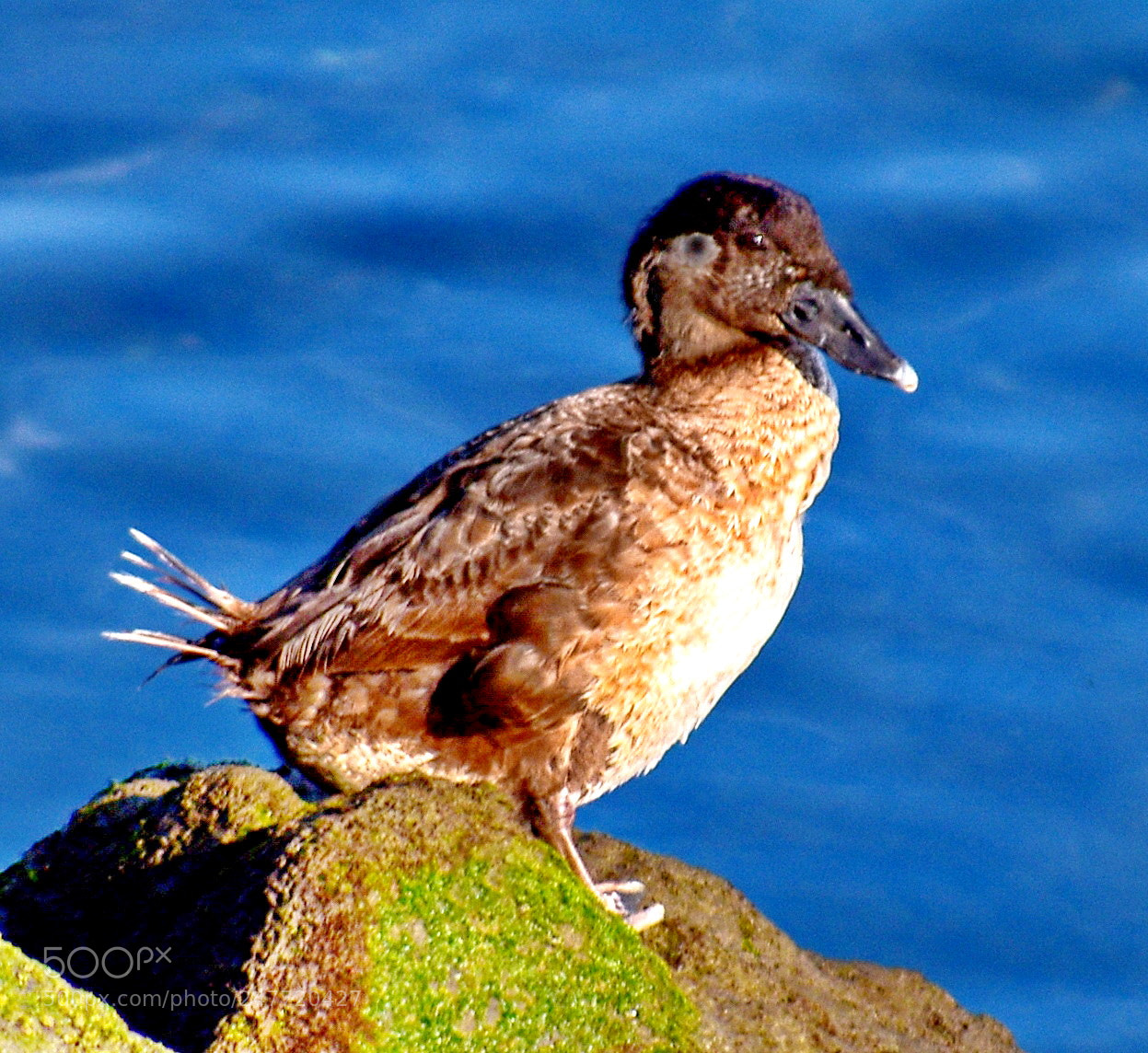 Nikon D7200 sample photo. A brown seabird watching photography