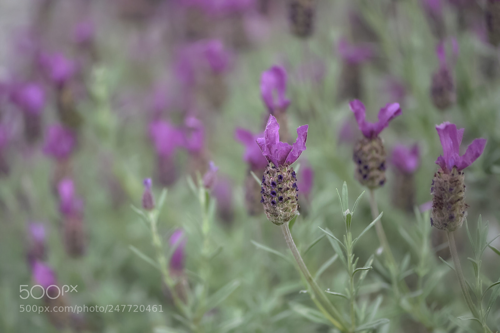 Nikon D610 sample photo. Spring dream photography