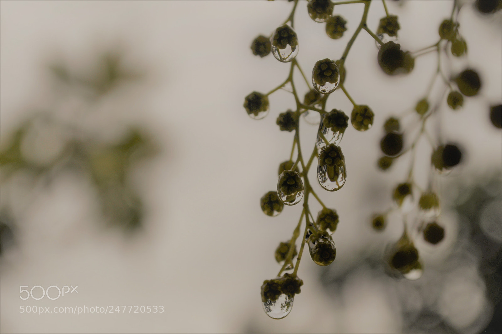 Nikon D5000 sample photo. After the rain photography