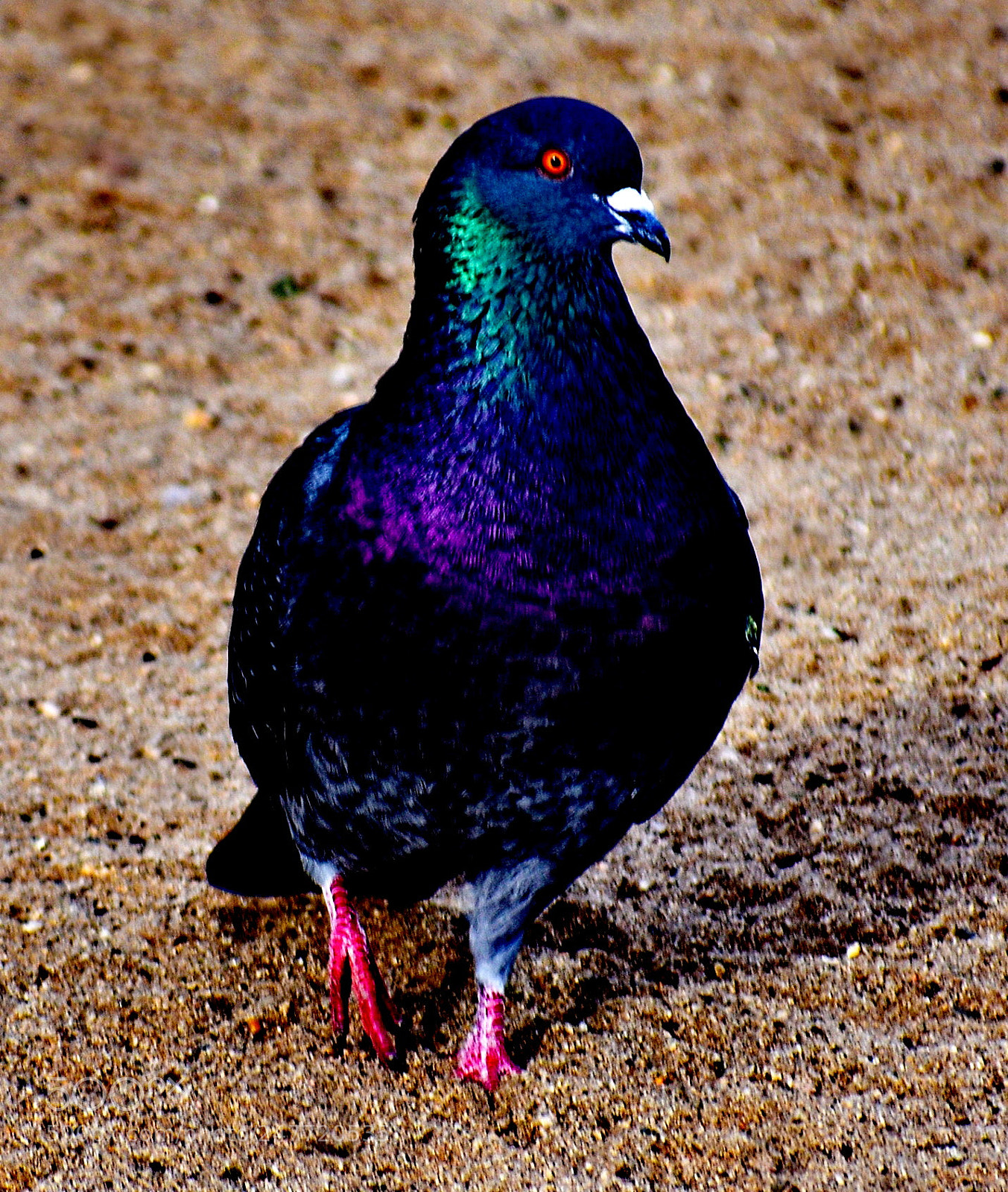 Nikon D7200 sample photo. A pigeon walking on photography