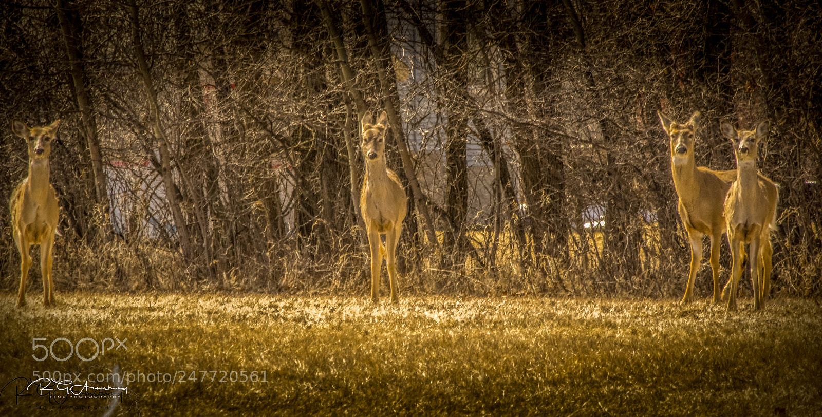 Pentax K-3 II sample photo. Four whitetail deer, photography