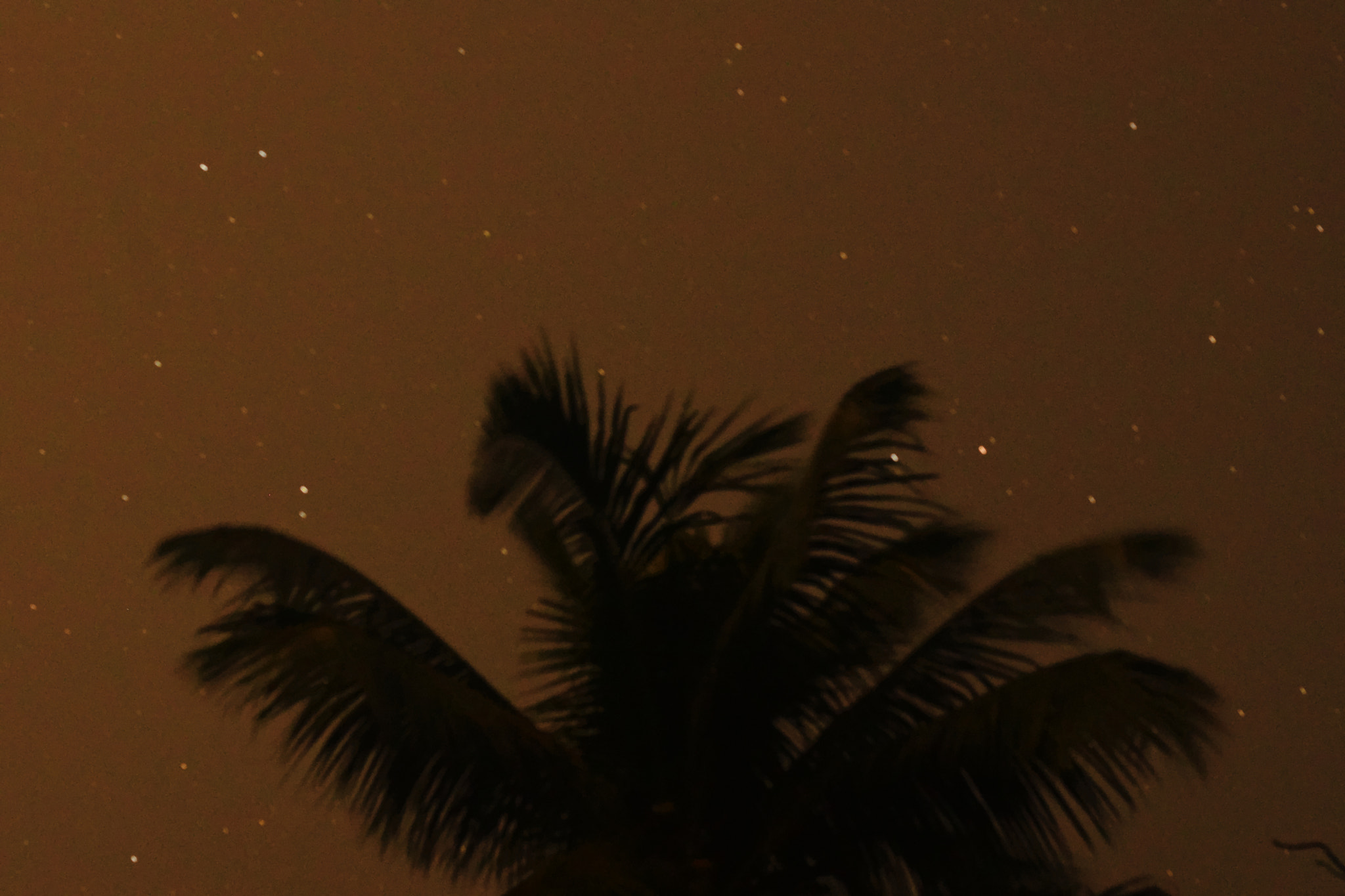 Nikon AF-S Nikkor 50mm F1.8G sample photo. The coconut tree photography