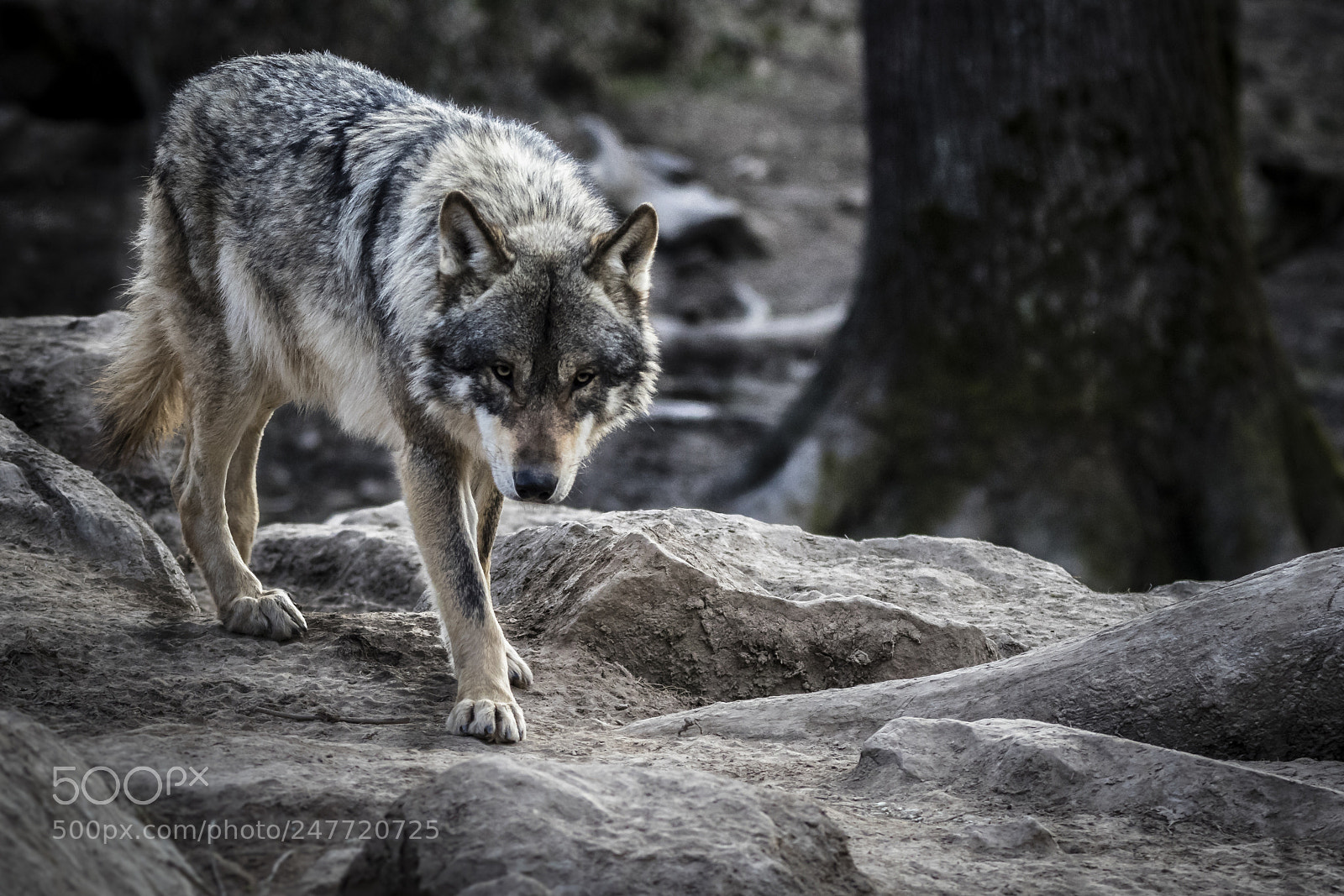 Canon EOS 7D Mark II sample photo. Le loup photography