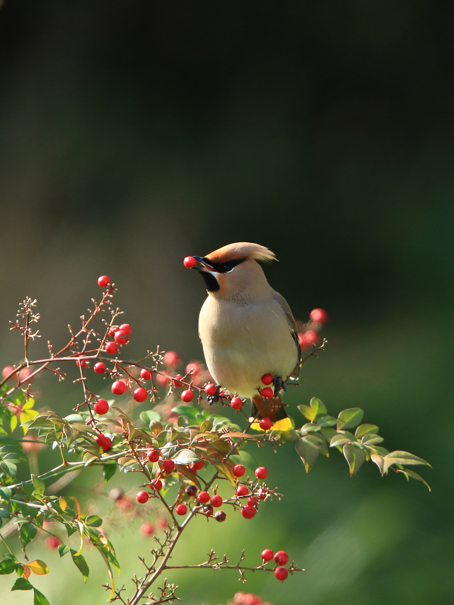 Canon EF 400mm F2.8L IS USM sample photo. Bohemian waxwing キレンジャク photography