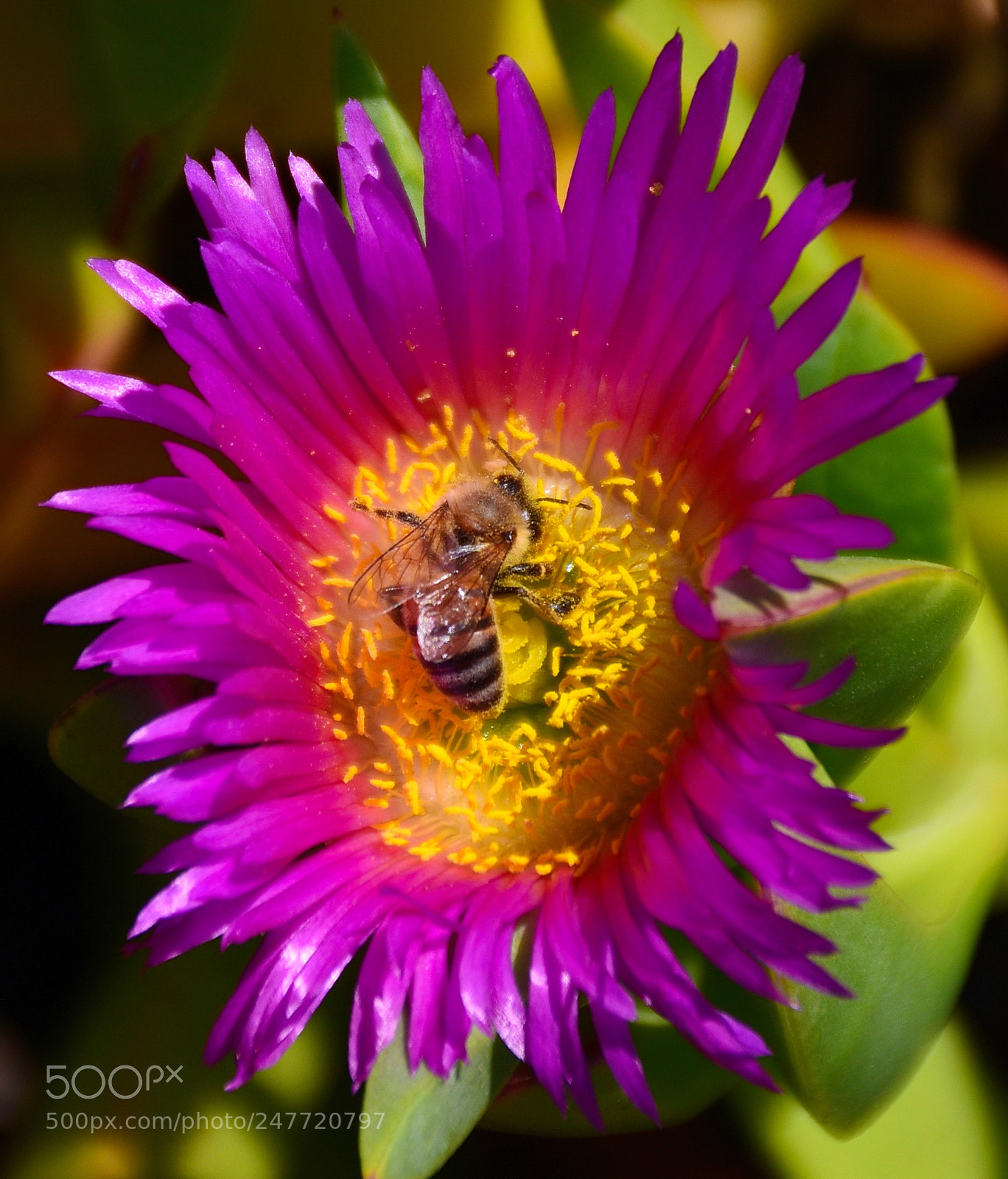 Nikon D7200 sample photo. A bee enjoying a photography