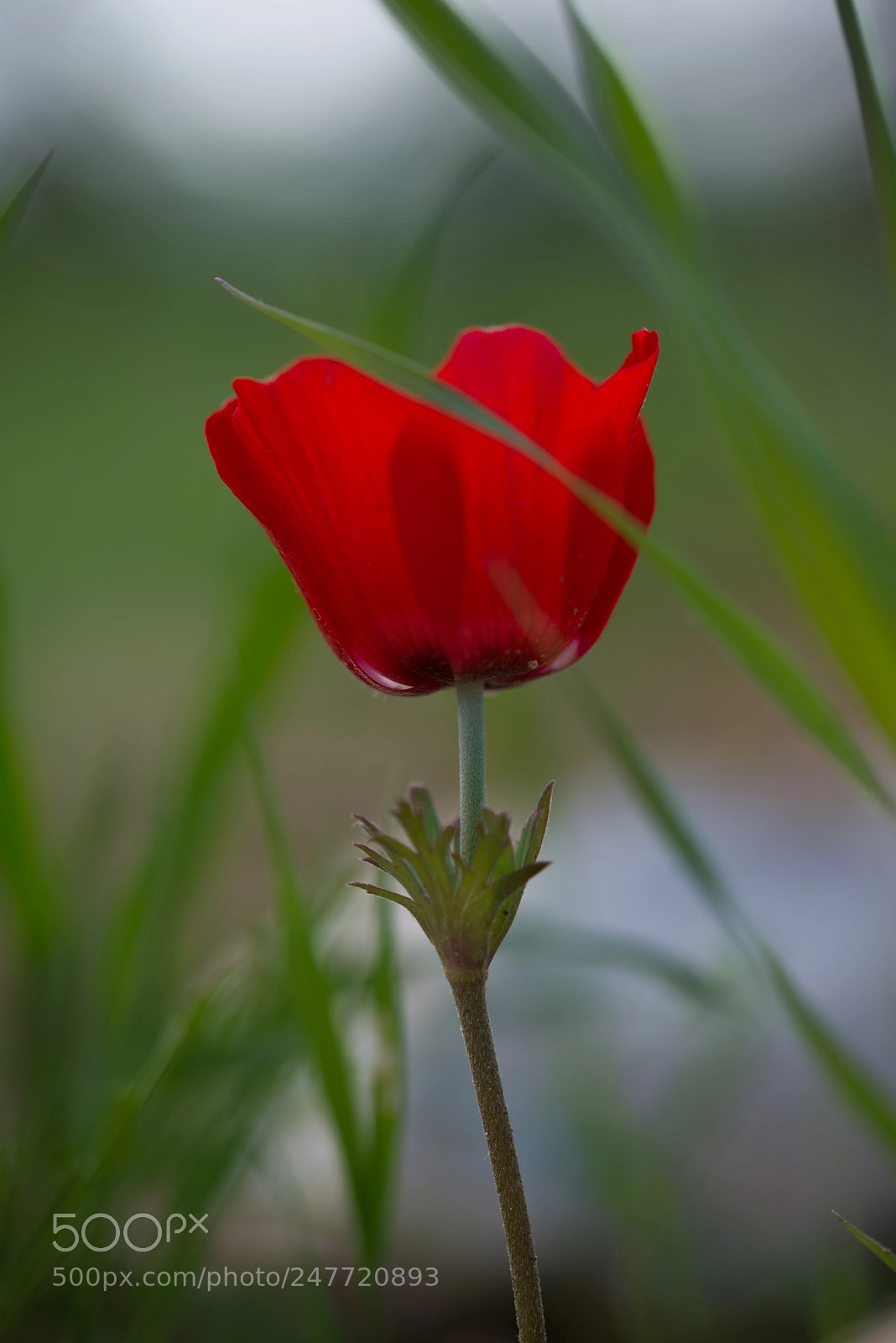 Nikon D610 sample photo. Macro photography