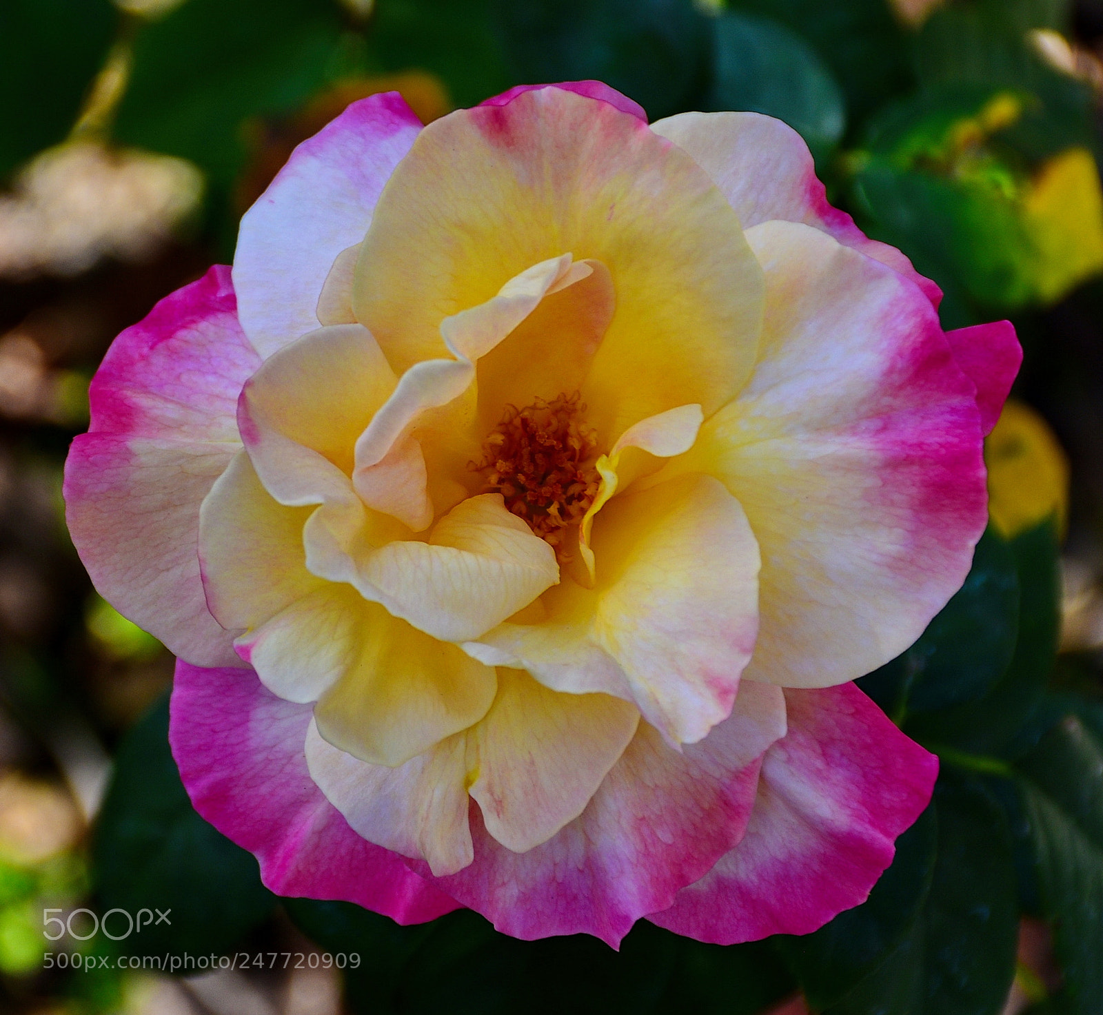 Nikon D7200 sample photo. A white and pink photography