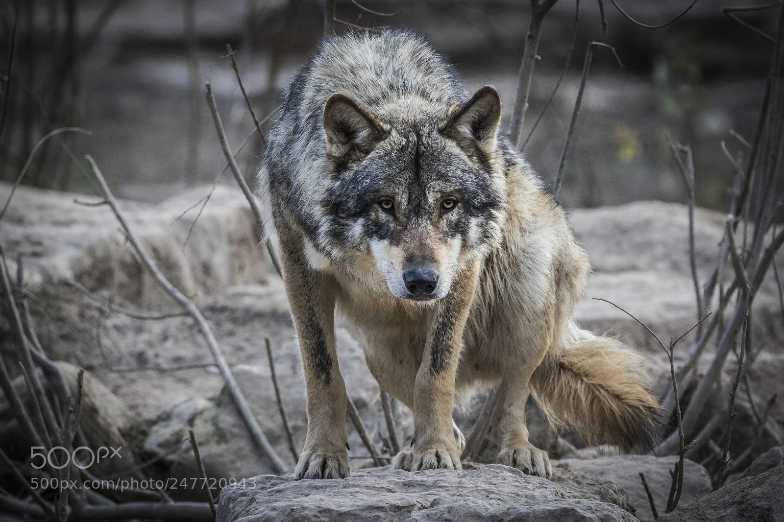 Canon EOS 7D Mark II sample photo. Le loup photography