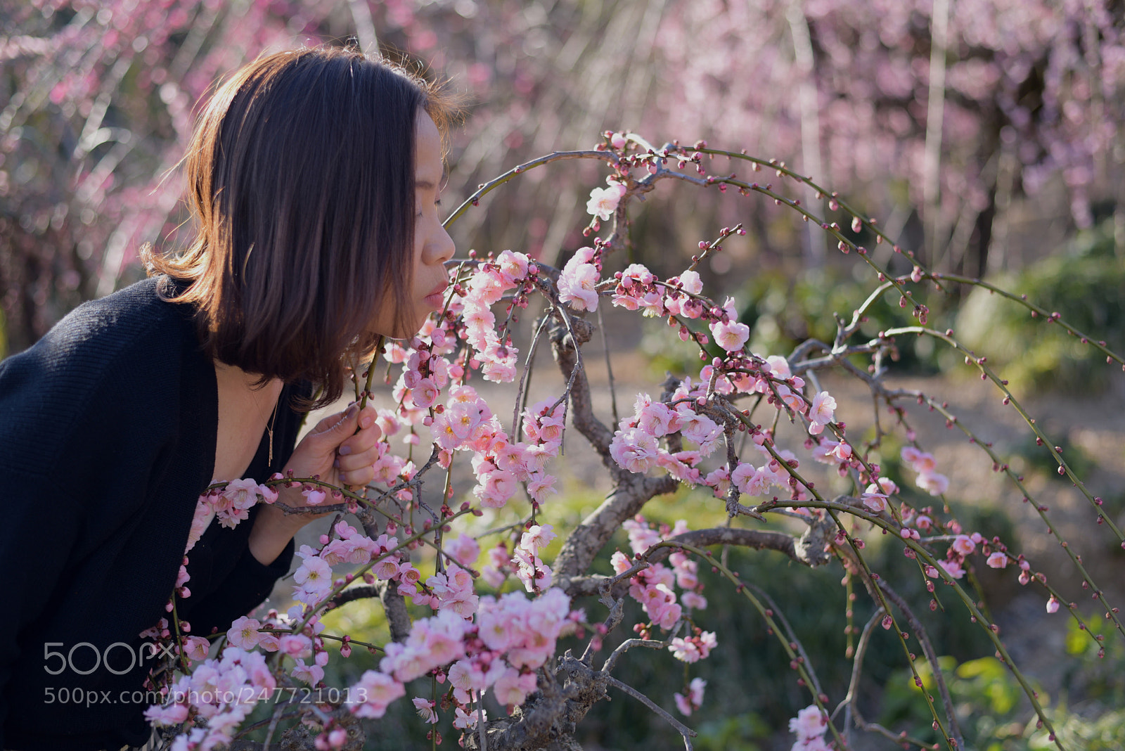 Nikon D750 + Nikon AF-S Nikkor 50mm F1.8G sample photo. A flower among japanese photography