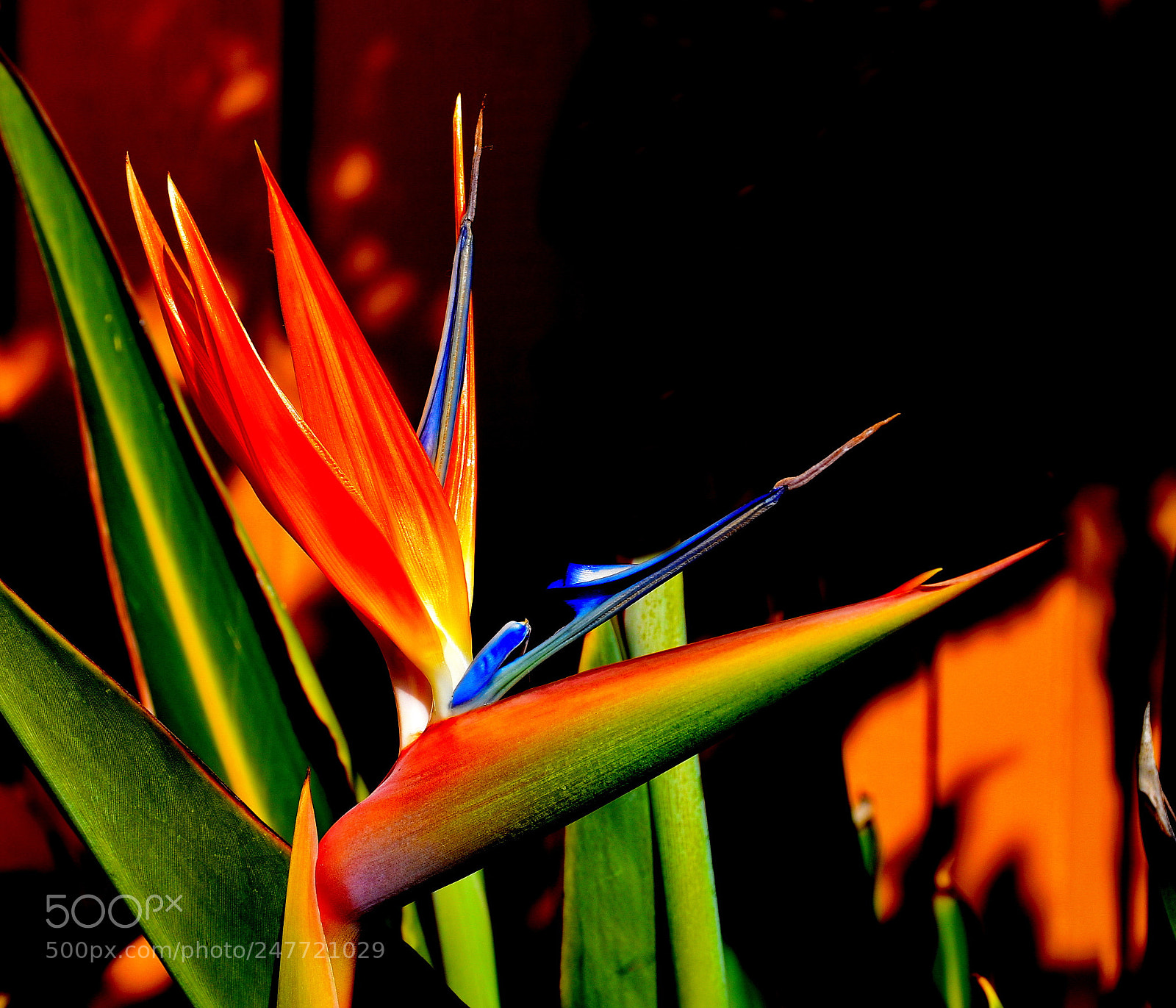 Nikon D7200 sample photo. Bird of paradise flower photography
