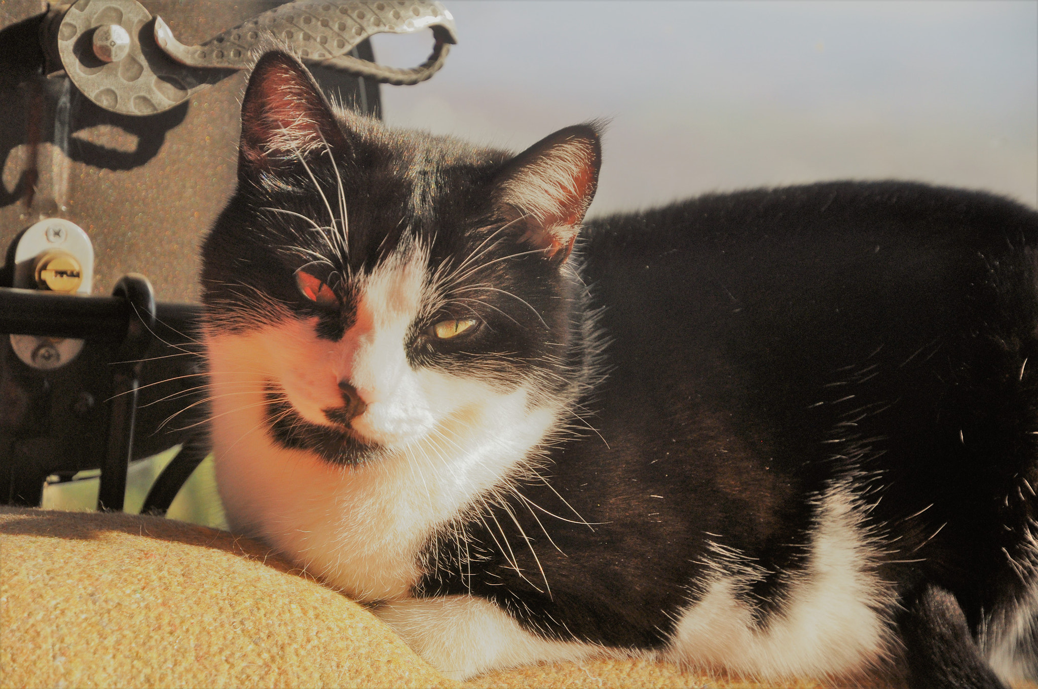 Nikon D90 sample photo. Devil photography