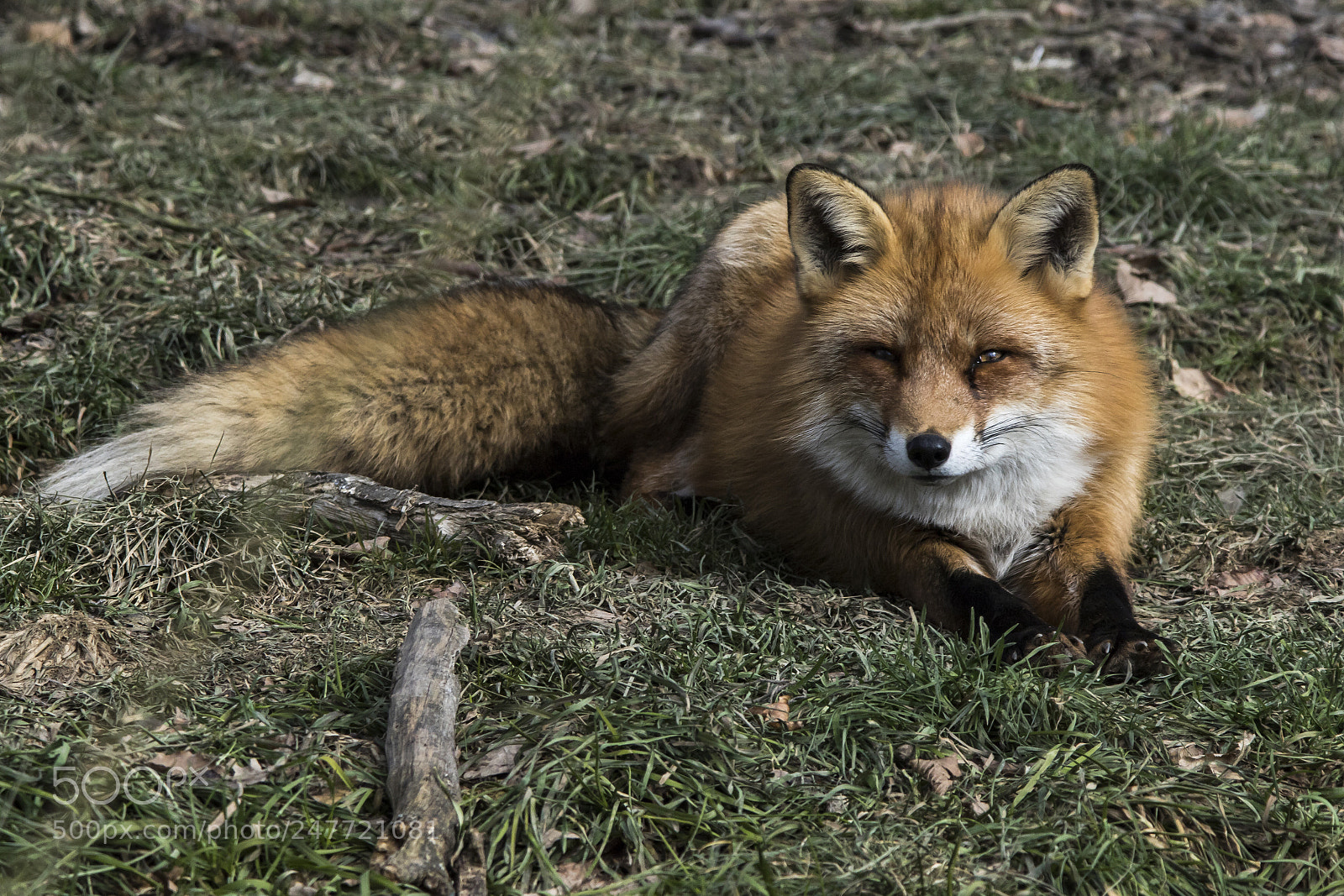 Canon EOS 7D Mark II sample photo. Maitre renard photography