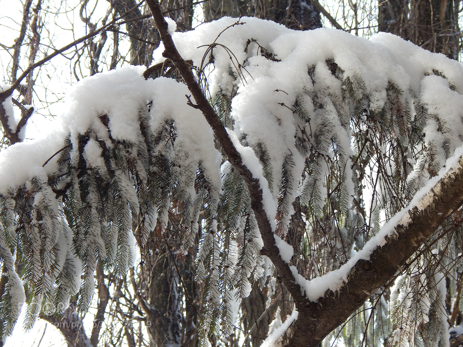 Nikon Coolpix L830 sample photo. Snow on the branches photography
