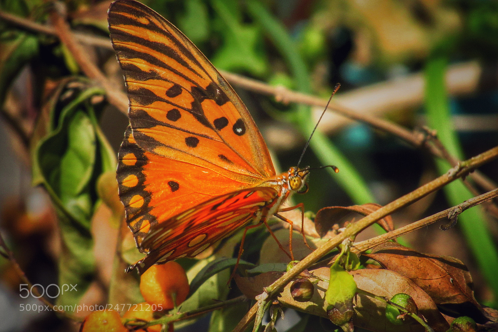 Canon PowerShot SX530 HS sample photo. Butterfly photography